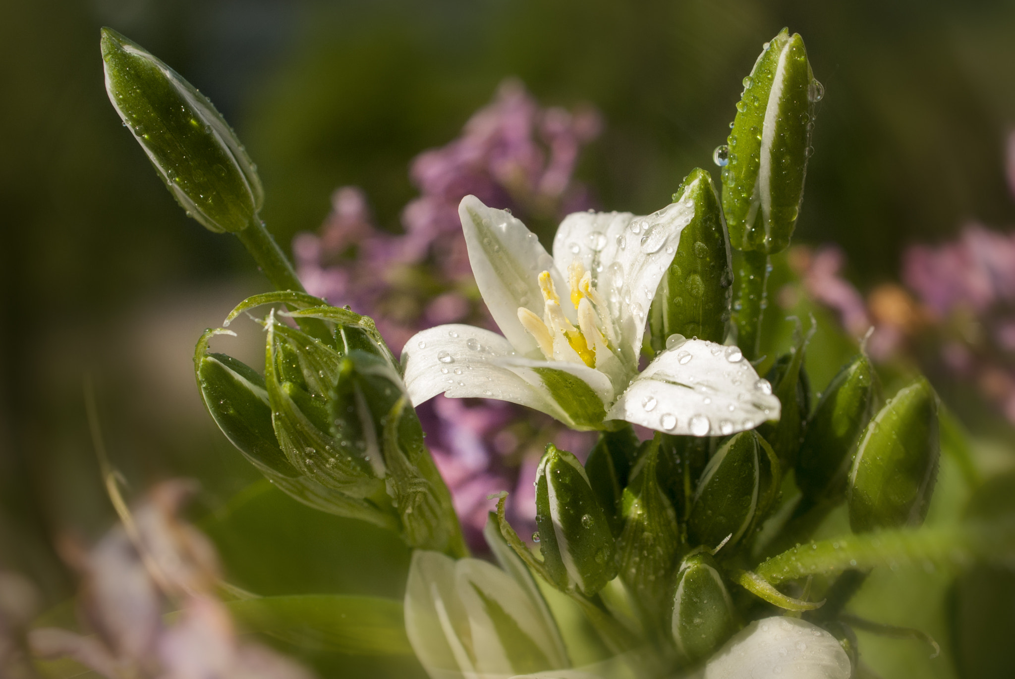 Nikon D200 + AF Zoom-Nikkor 28-85mm f/3.5-4.5 sample photo. Flower photography