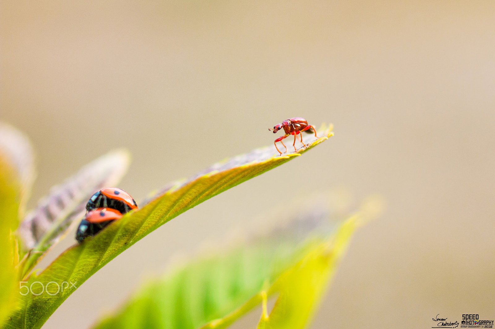 Canon EOS 70D + Tamron SP 45mm F1.8 Di VC USD sample photo. S t a l k e r photography