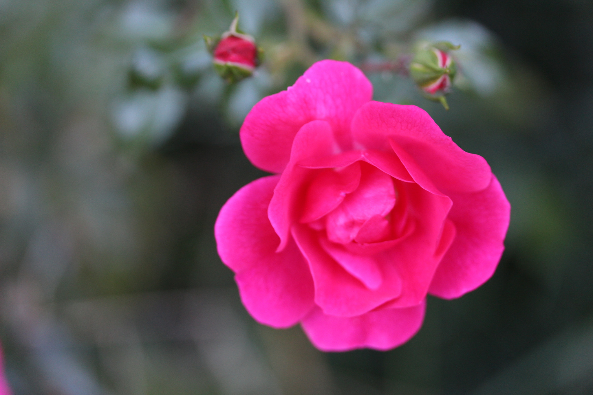Canon EF-S 60mm F2.8 Macro USM sample photo. Rose photography