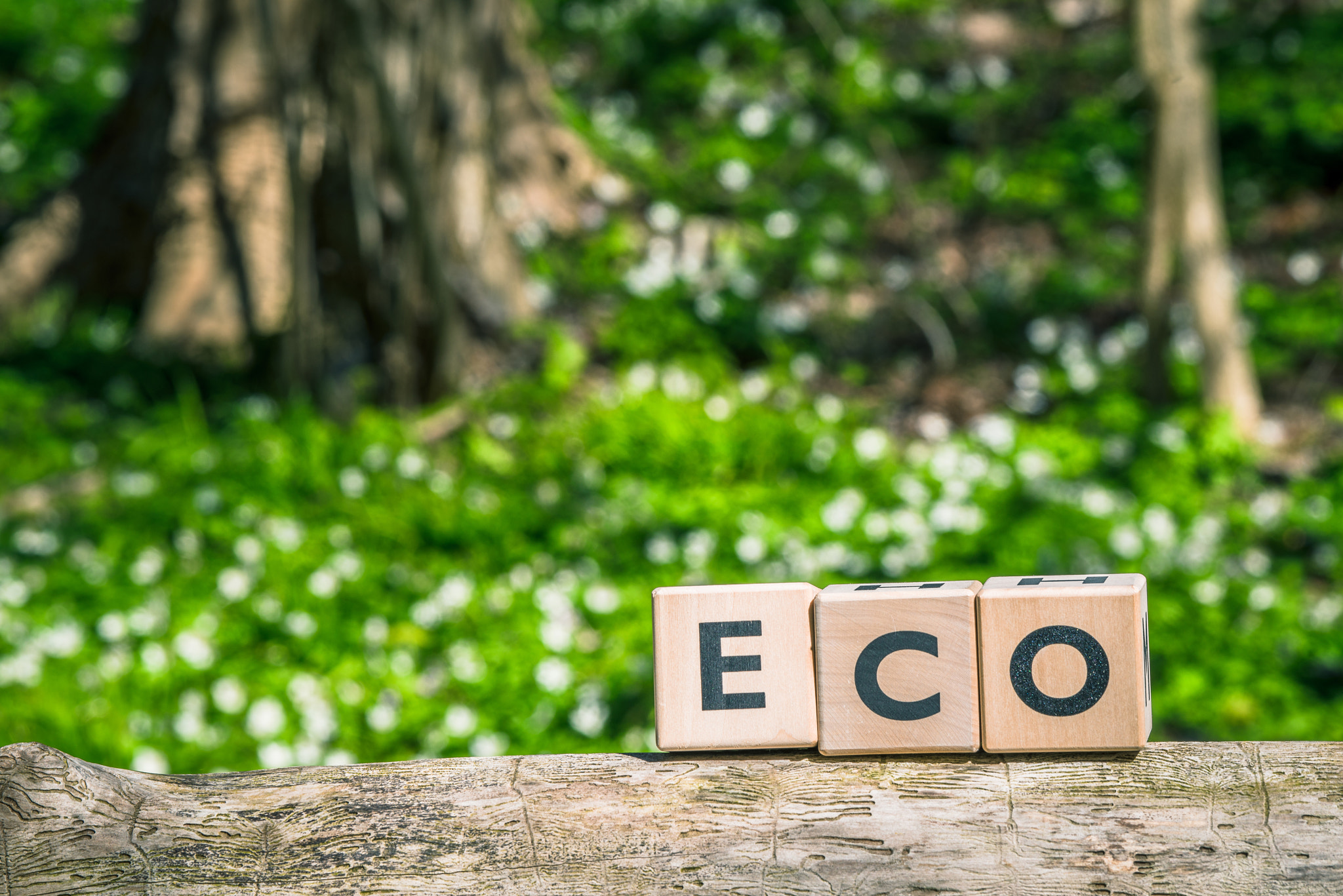 Sony 70-400mm F4-5.6 G SSM II sample photo. Eco sign on a wooden branch photography