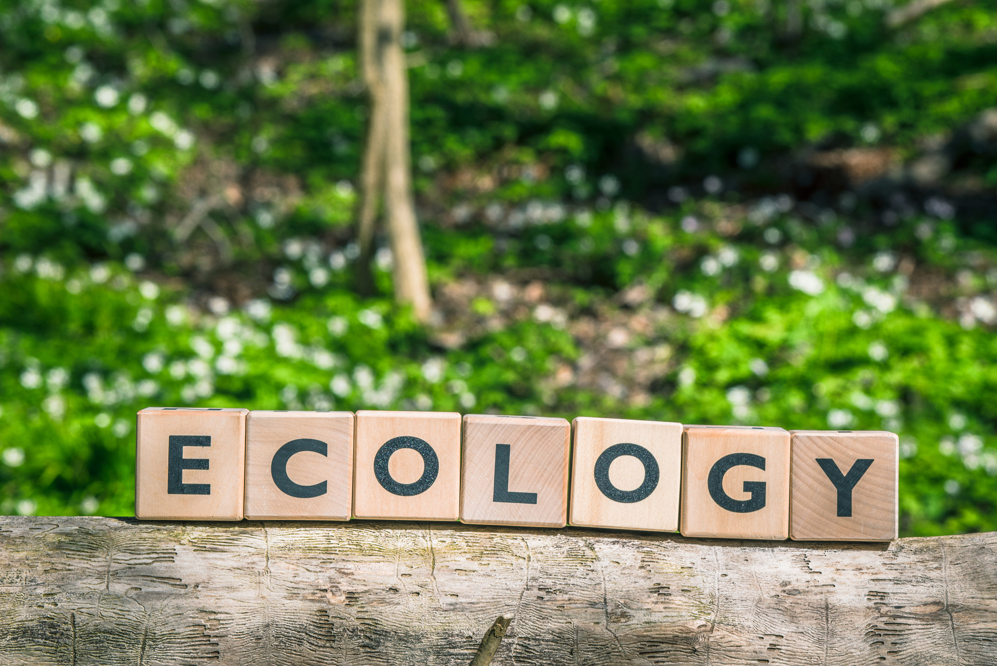 Sony 70-400mm F4-5.6 G SSM II sample photo. Ecology sign in the woods photography