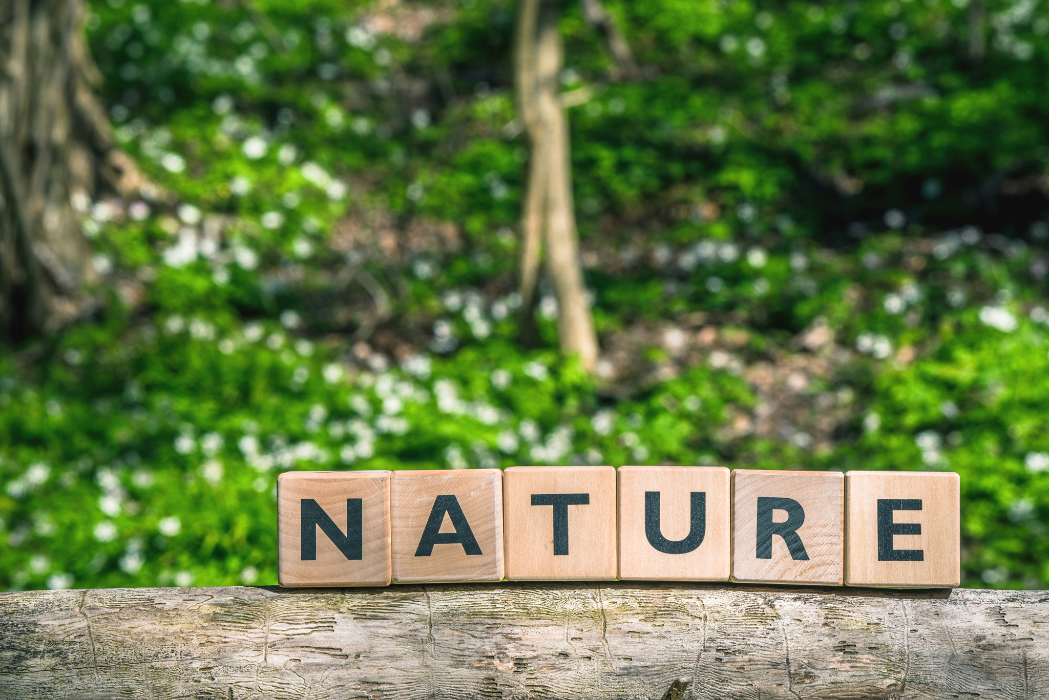 Sony 70-400mm F4-5.6 G SSM II sample photo. Nature sign in a green forest photography