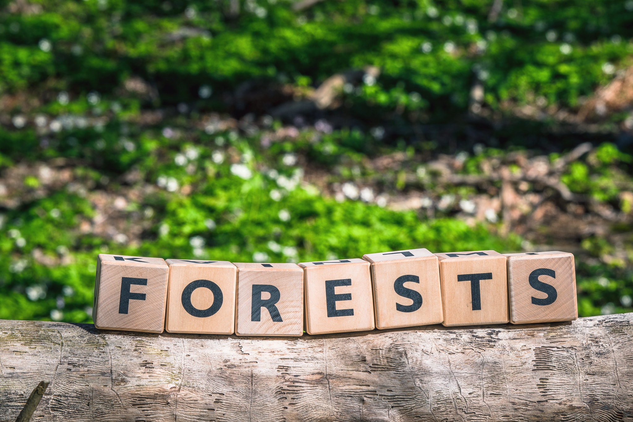 Sony 70-400mm F4-5.6 G SSM II sample photo. Forest sign made of wooden cubes photography