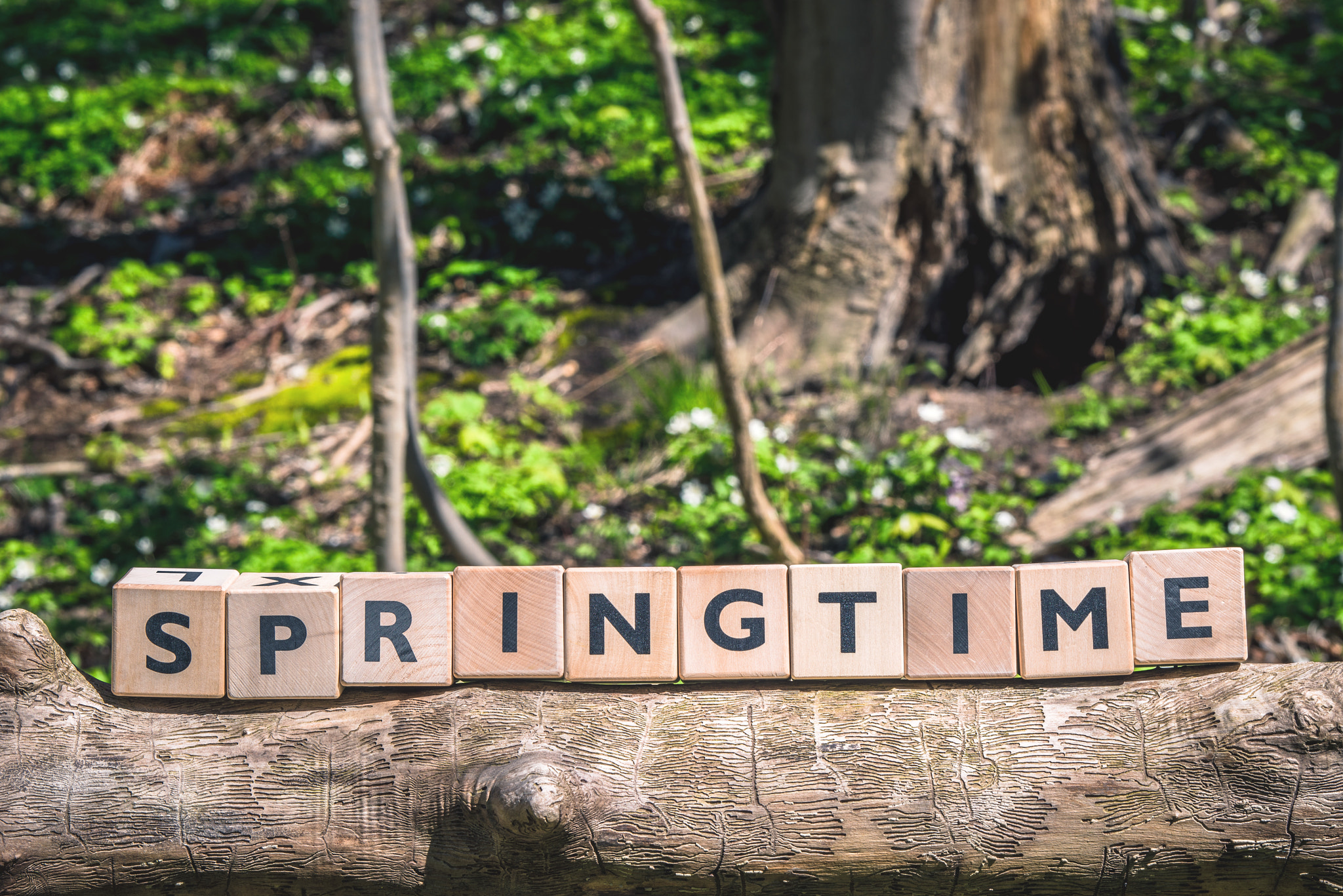 Sony 70-400mm F4-5.6 G SSM II sample photo. Springtime message in a forest photography