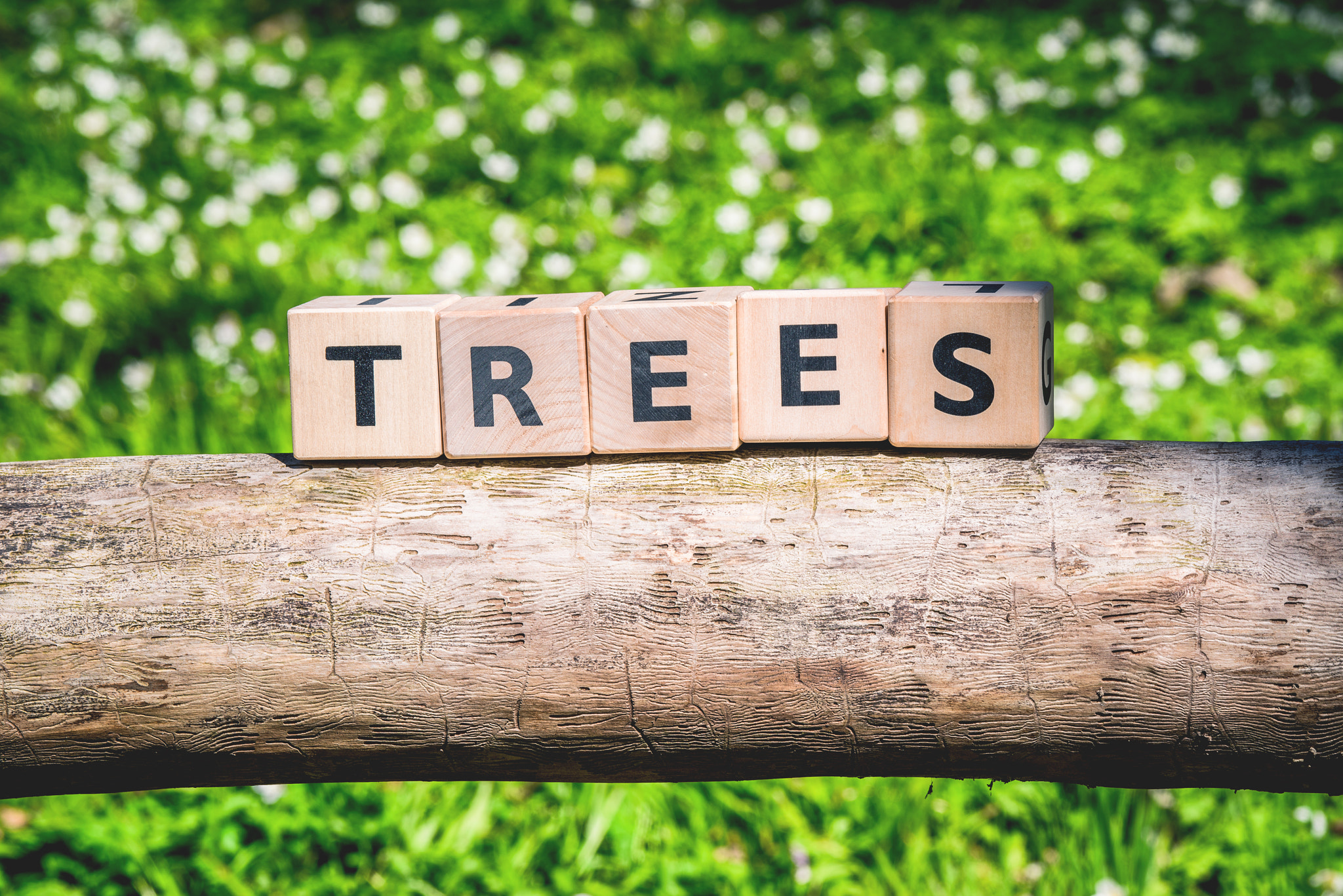 Sony 70-400mm F4-5.6 G SSM II sample photo. Tree log with a wooden sign photography