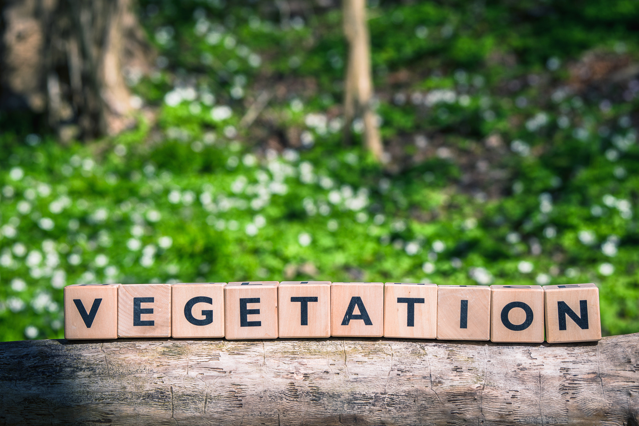 Sony 70-400mm F4-5.6 G SSM II sample photo. Vegetation sign in a green forest with plants photography