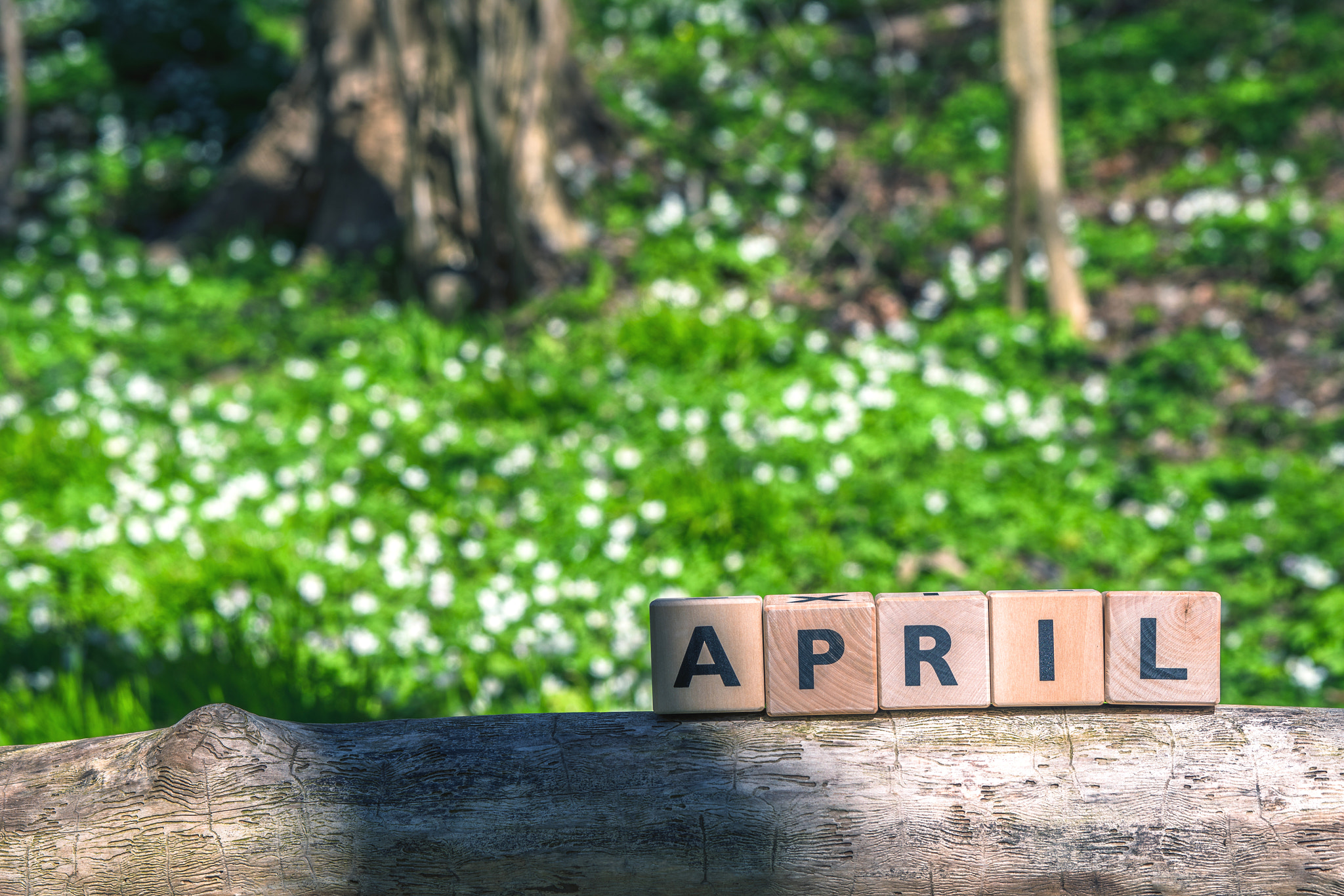 Sony 70-400mm F4-5.6 G SSM II sample photo. April sign in a green garden photography