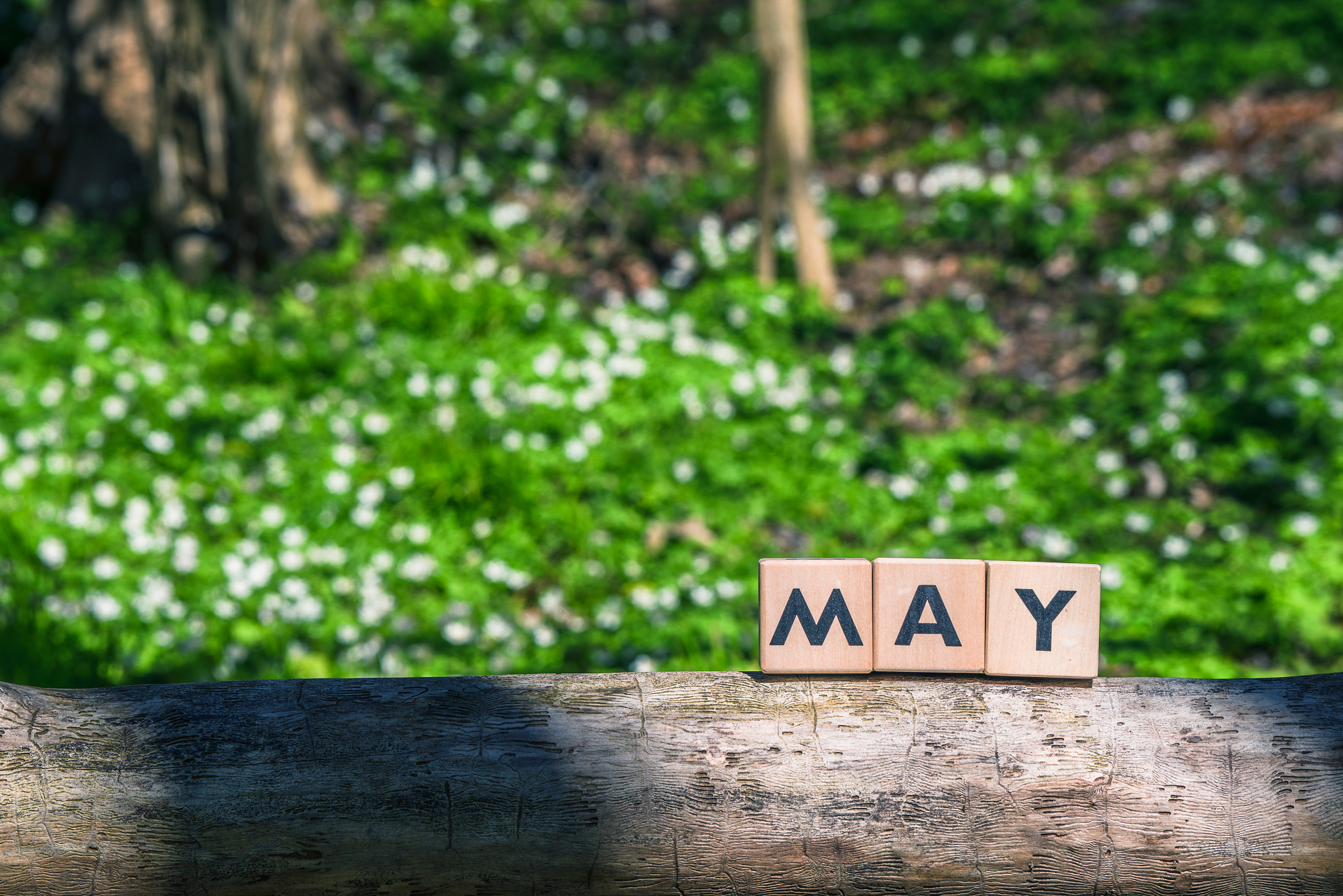 Sony 70-400mm F4-5.6 G SSM II sample photo. May spring sign in a green garden photography