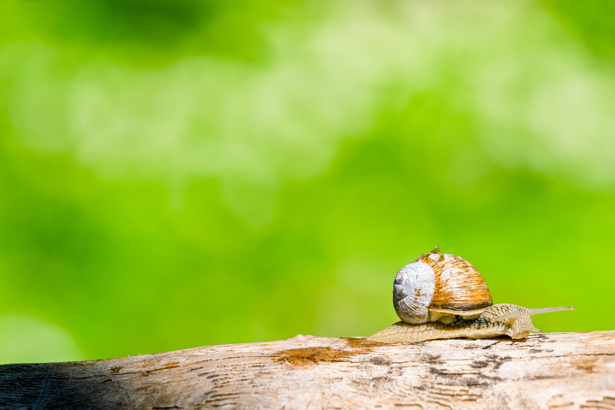 Sony 70-400mm F4-5.6 G SSM II sample photo. Snail in a forest at springtime photography