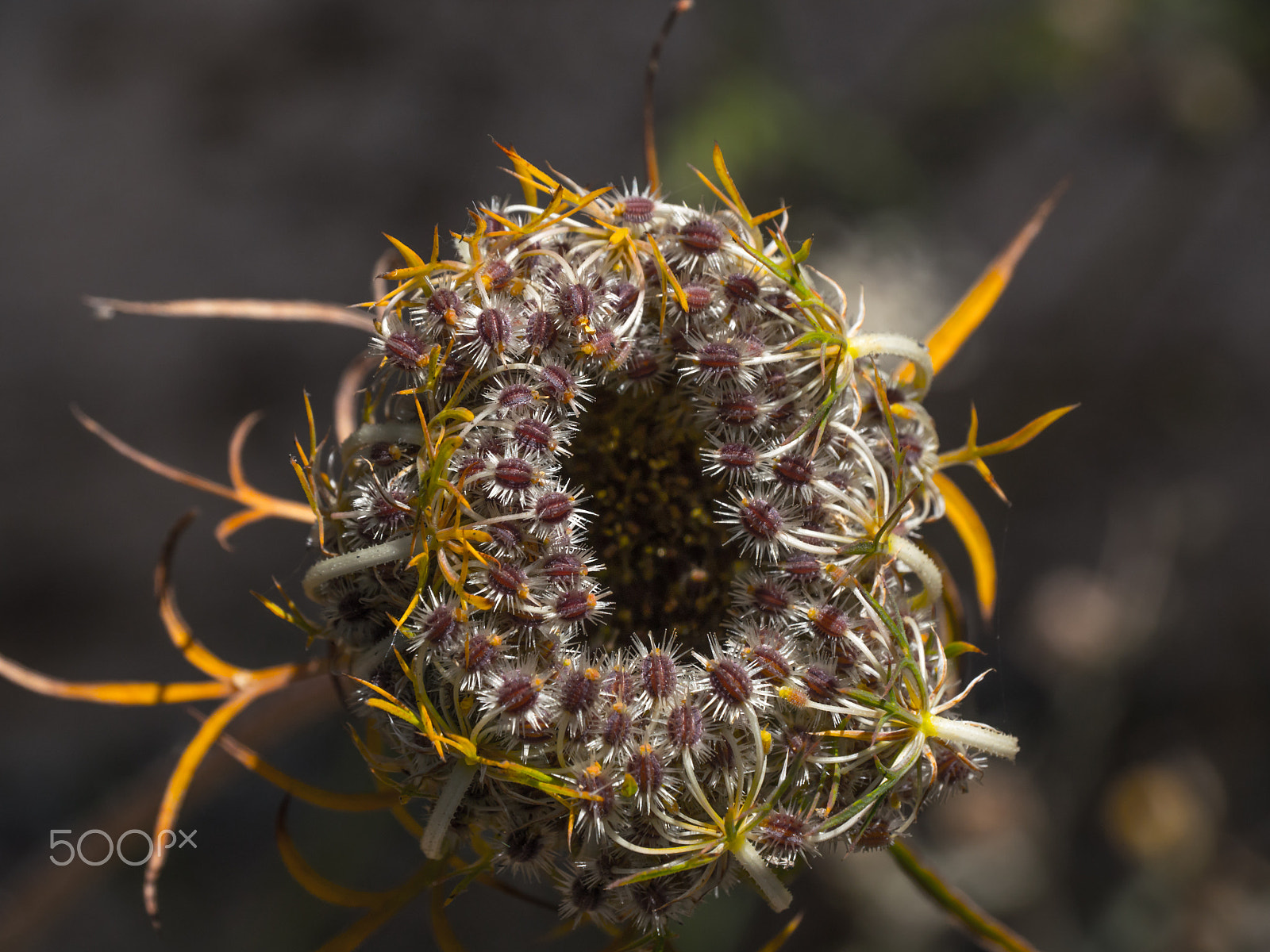 Panasonic Lumix DMC-GH4 sample photo. Natural plant nest photography