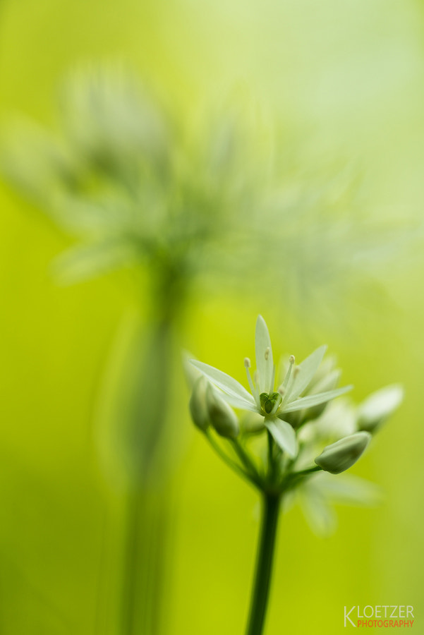 Sony a7R II + Sony 100mm F2.8 Macro sample photo. Shadow play photography