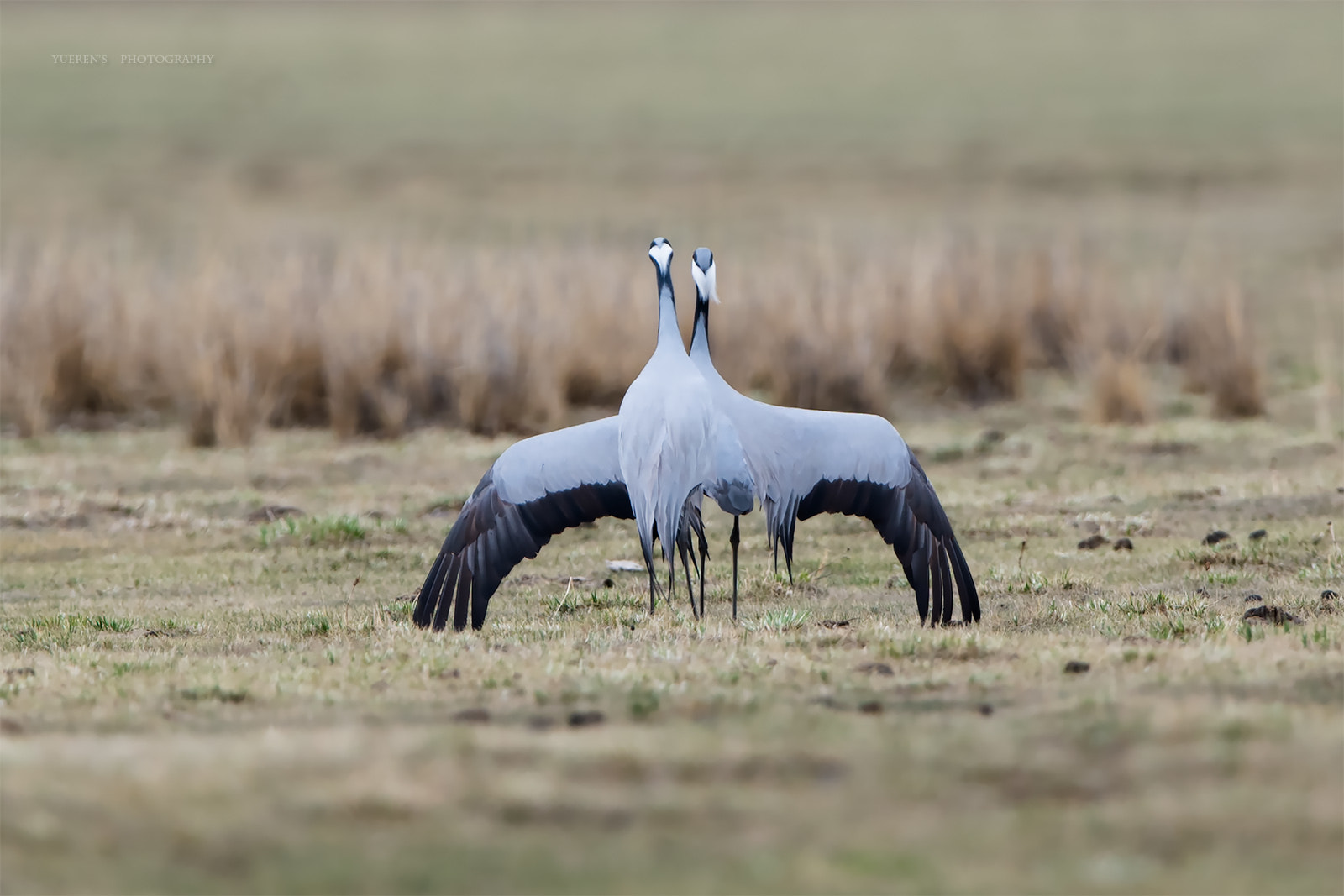 Nikon D5 + Nikon AF-S Nikkor 600mm F4G ED VR sample photo. 蓑羽鹤求偶 photography