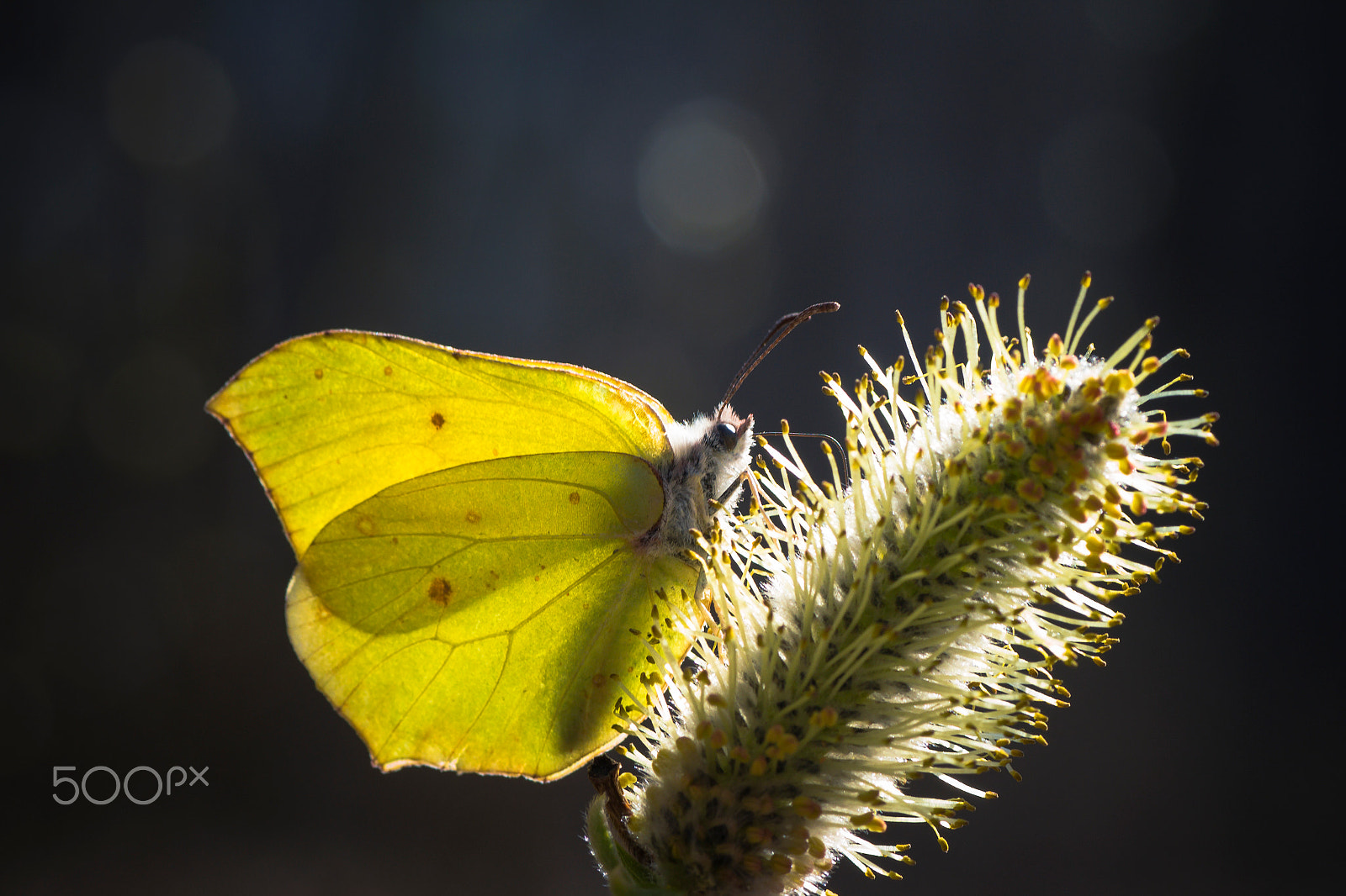 Canon EOS 650D (EOS Rebel T4i / EOS Kiss X6i) + Tamron SP AF 90mm F2.8 Di Macro sample photo. Gonepteryx rhamni photography