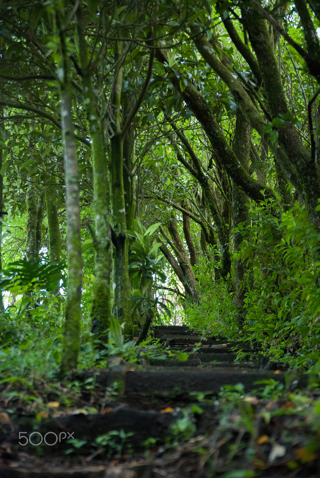 Nikon D80 + Sigma 18-50mm F2.8 EX DC Macro sample photo. Enchanted stairs photography