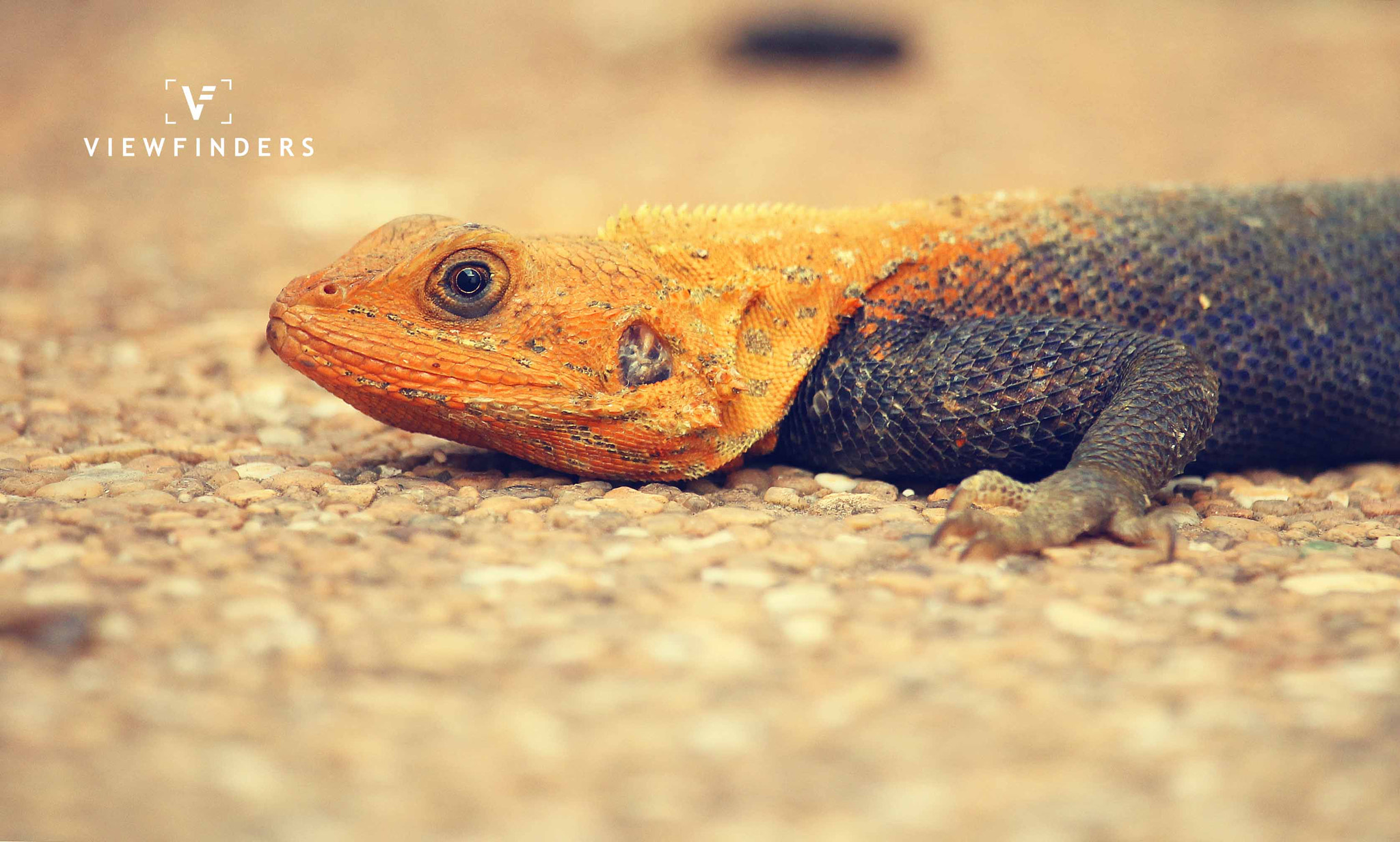 Canon EF-S 55-250mm F4-5.6 IS STM sample photo. My agama photography
