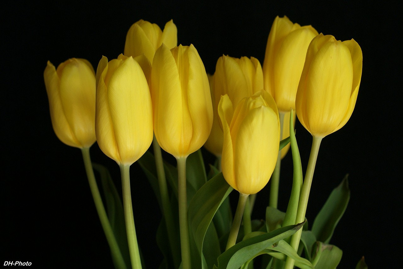 Sony Alpha DSLR-A300 sample photo. Yellow tulips photography