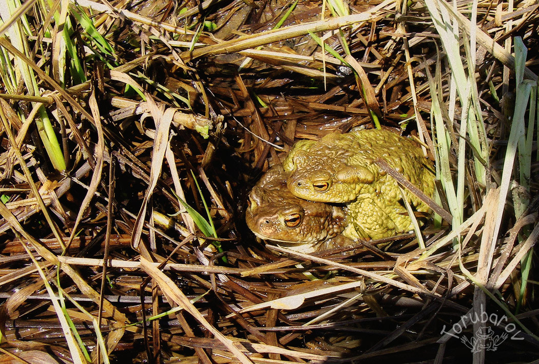 Pentax OPTIO W20 sample photo. Toads in a nest photography
