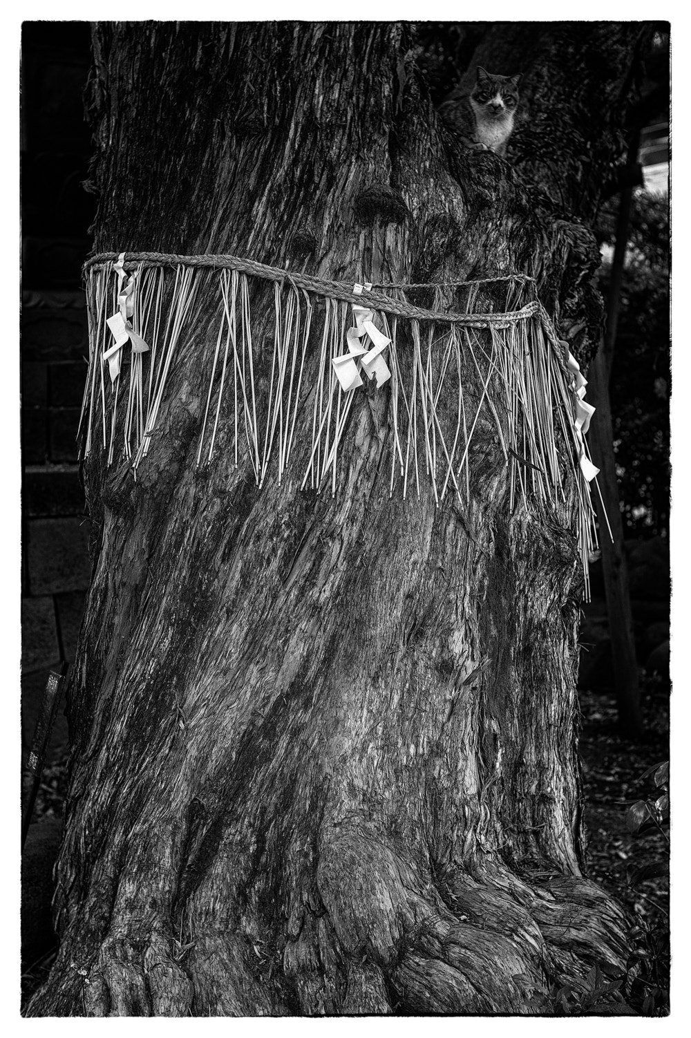 Summilux-M 50mm f/1.4 (II) sample photo. A sacred tree and cat photography