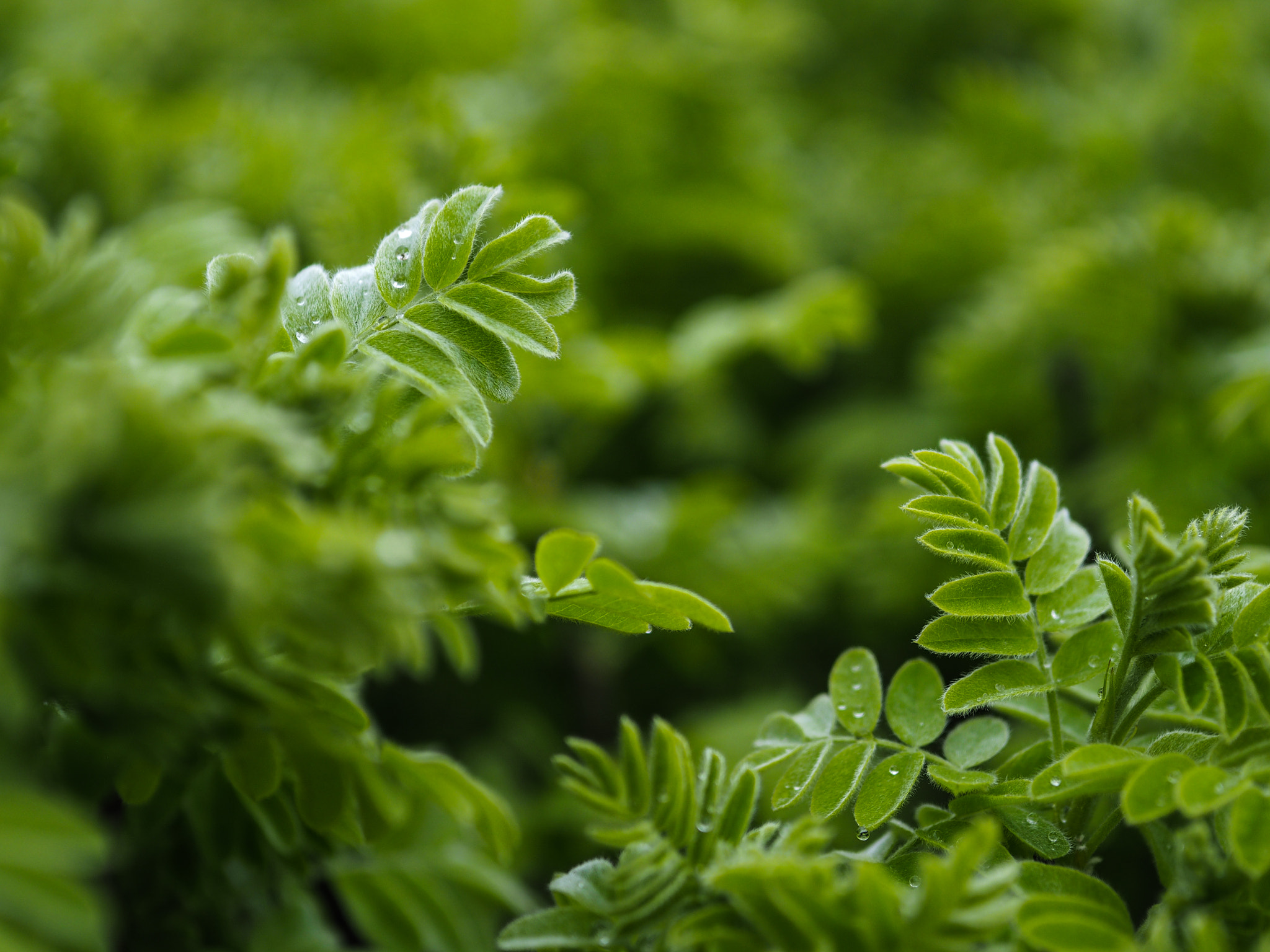 Olympus OM-D E-M10 + Sigma 60mm F2.8 DN Art sample photo. After the rain photography