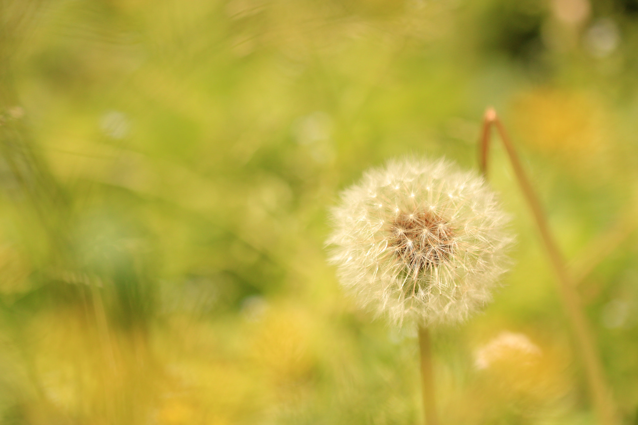 Canon EOS 600D (Rebel EOS T3i / EOS Kiss X5) sample photo. Dandelion photography