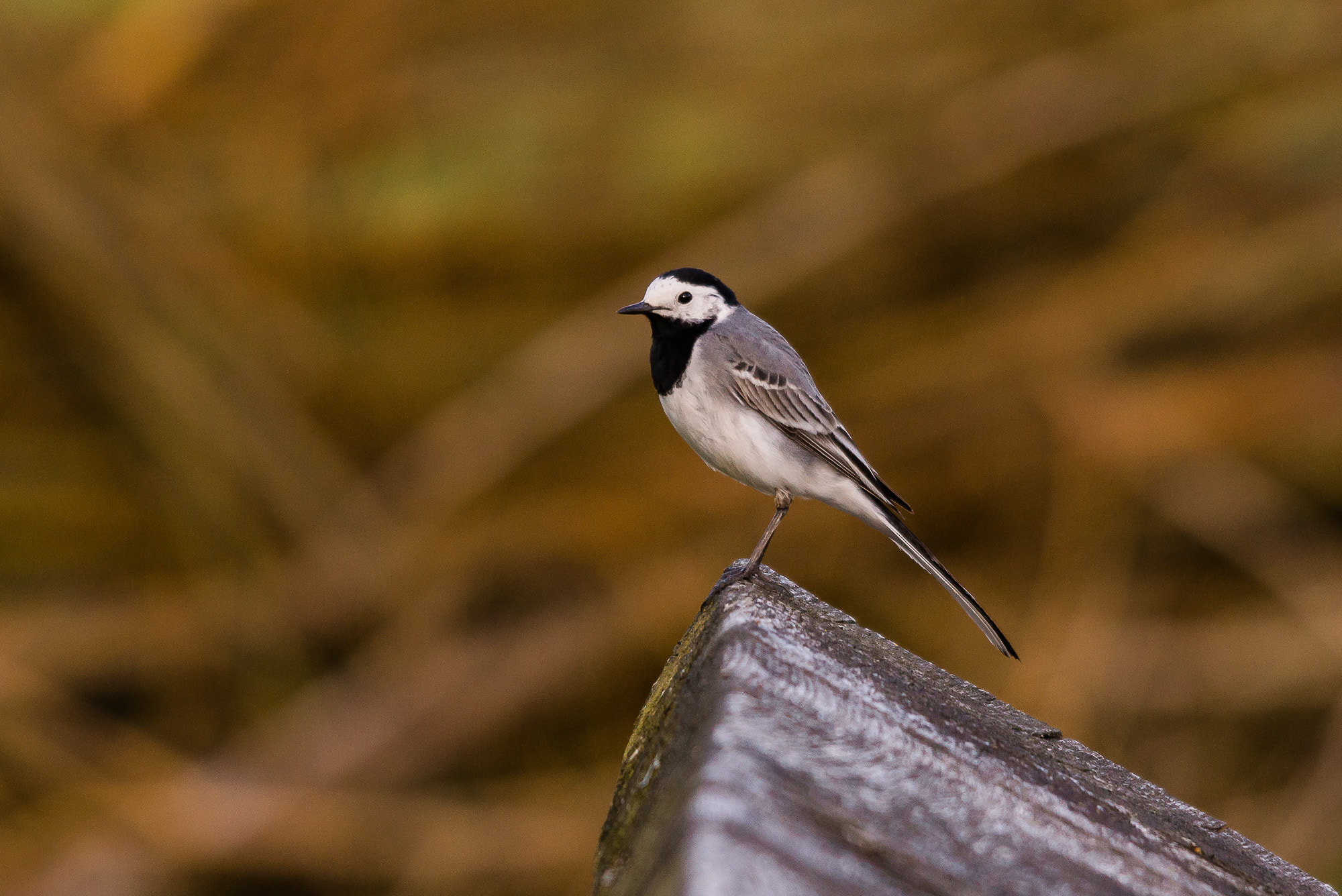 Sigma 150-500mm F5-6.3 DG OS HSM sample photo. Bachstelze photography