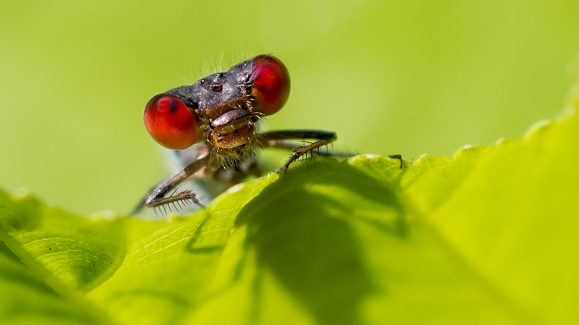 Sigma APO Macro 180mm F2.8 EX DG OS HSM sample photo. Red eyes photography