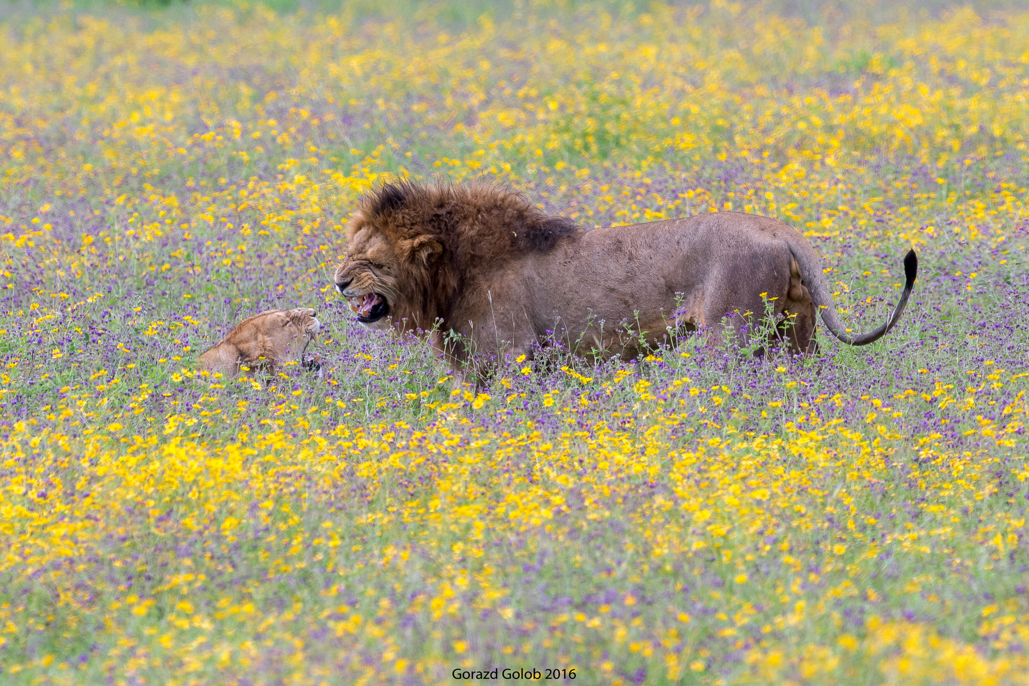 Nikon D7200 + Nikon AF-S Nikkor 500mm F4G ED VR sample photo. Flower power photography