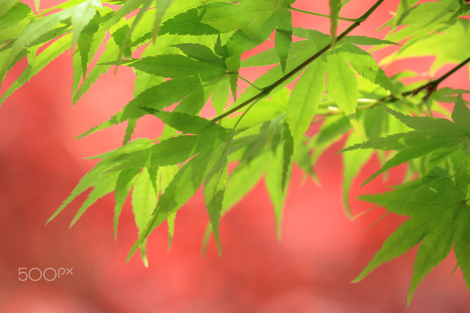 Canon EOS 100D (EOS Rebel SL1 / EOS Kiss X7) sample photo. Red maple leaves photography