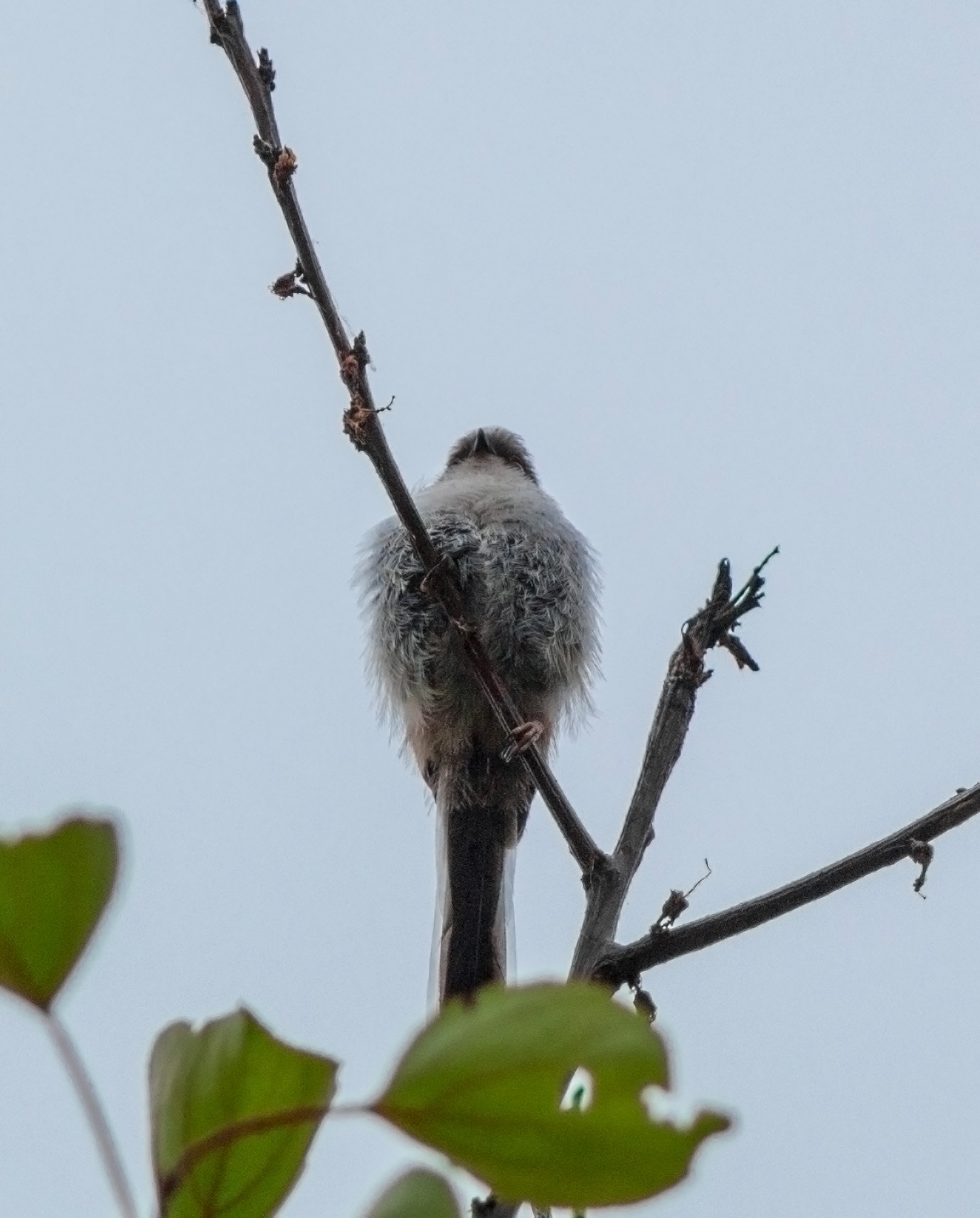 Canon EOS 700D (EOS Rebel T5i / EOS Kiss X7i) + Canon EF 200mm F2.8L II USM sample photo. The fluff avenger photography