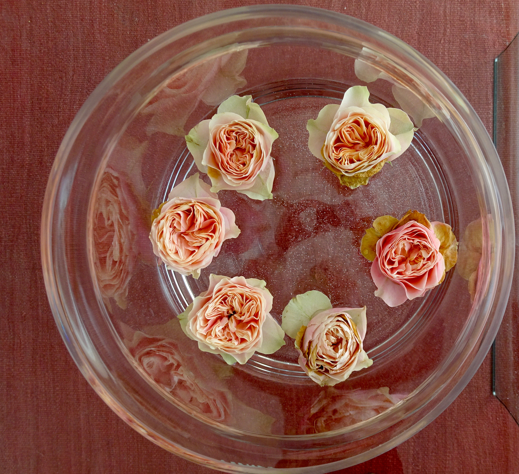 Sony 24-720mm F3.5-6.4 sample photo. Printemps rose ... photography