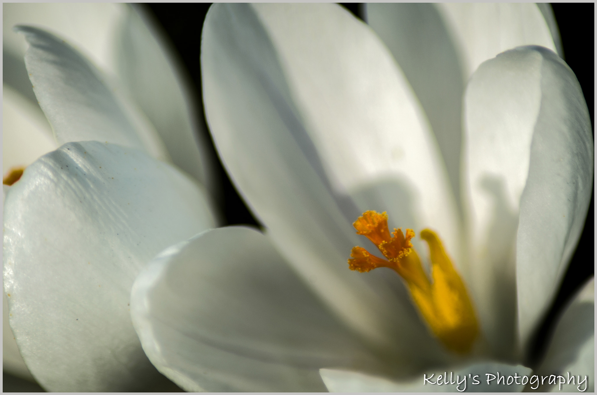 Tamron AF 70-300mm F4-5.6 Di LD Macro sample photo. Crocussus photography