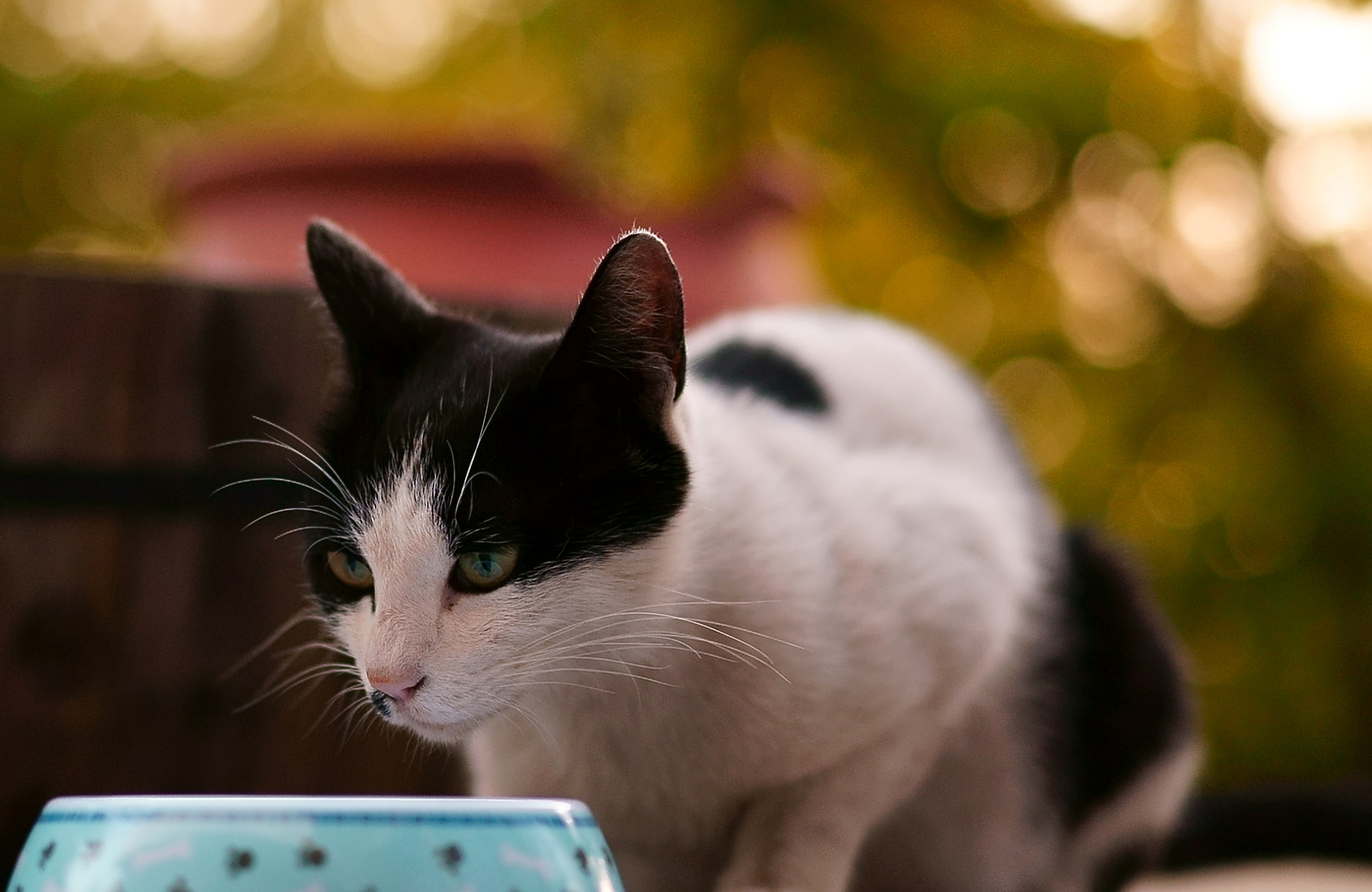 Sony a7S + Sony Sonnar T* FE 55mm F1.8 ZA sample photo. Kouchiko, a small great mother photography