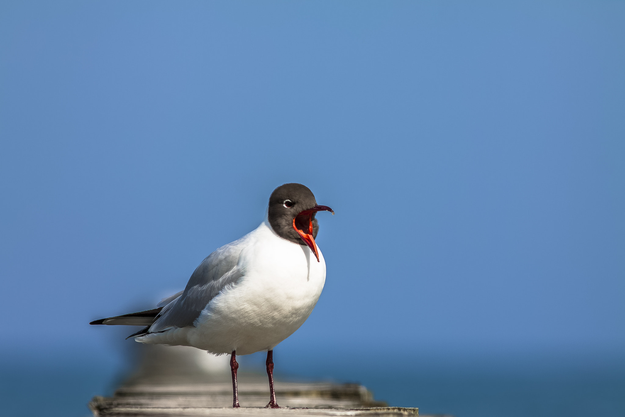 Canon EOS 50D + Canon EF 300mm F4L IS USM sample photo. (chroicocephalus ridibundus) photography