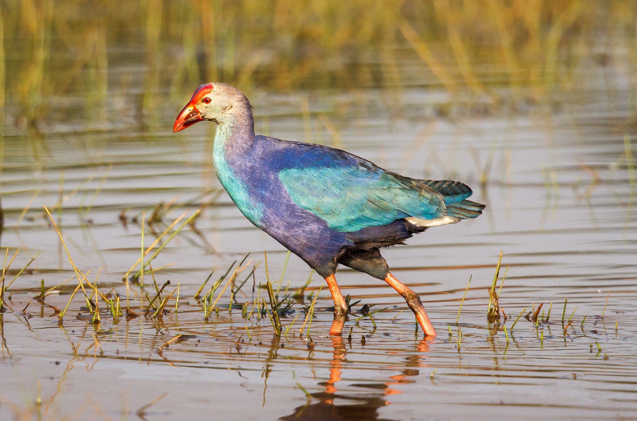 Canon EF 500mm F4L IS II USM sample photo. Grey-headed swamphen photography