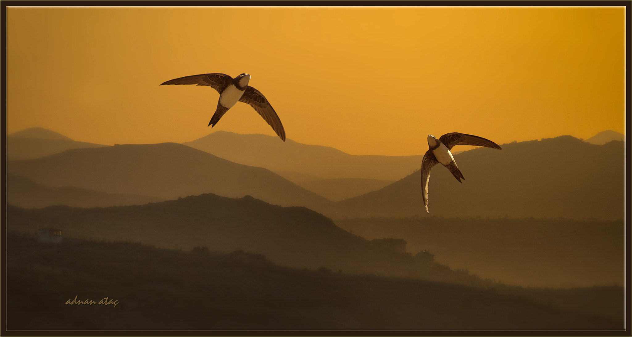 Sigma 50-500mm F4.5-6.3 DG OS HSM sample photo. Akkarınlı ebabil - tachymarptis melba - alpine swift photography