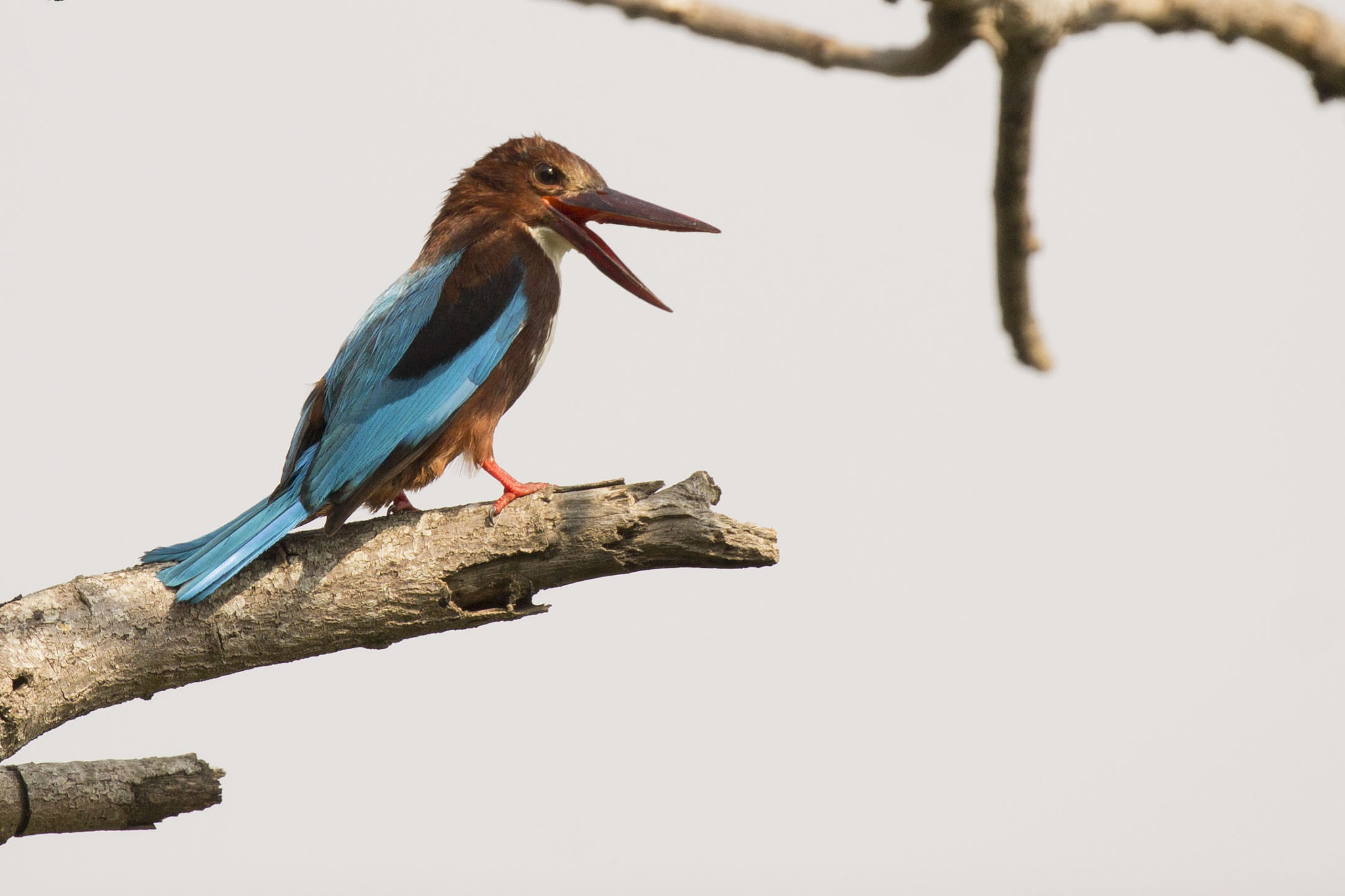 Canon EF 100-400mm F4.5-5.6L IS II USM sample photo. Calling my mate 2 photography