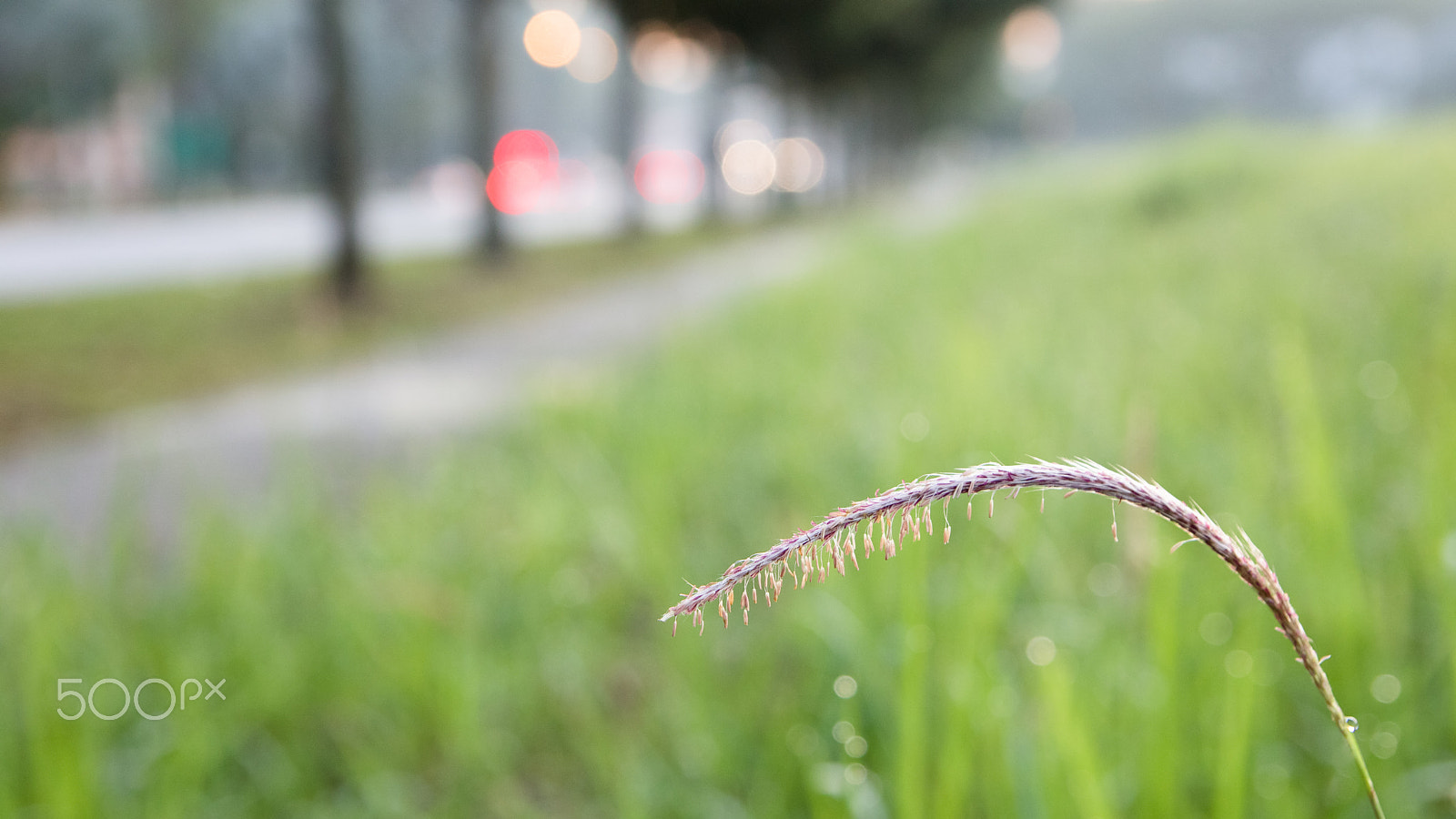 Tamron SP AF 17-50mm F2.8 XR Di II LD Aspherical (IF) sample photo. Wild grass blossoming at roadside photography