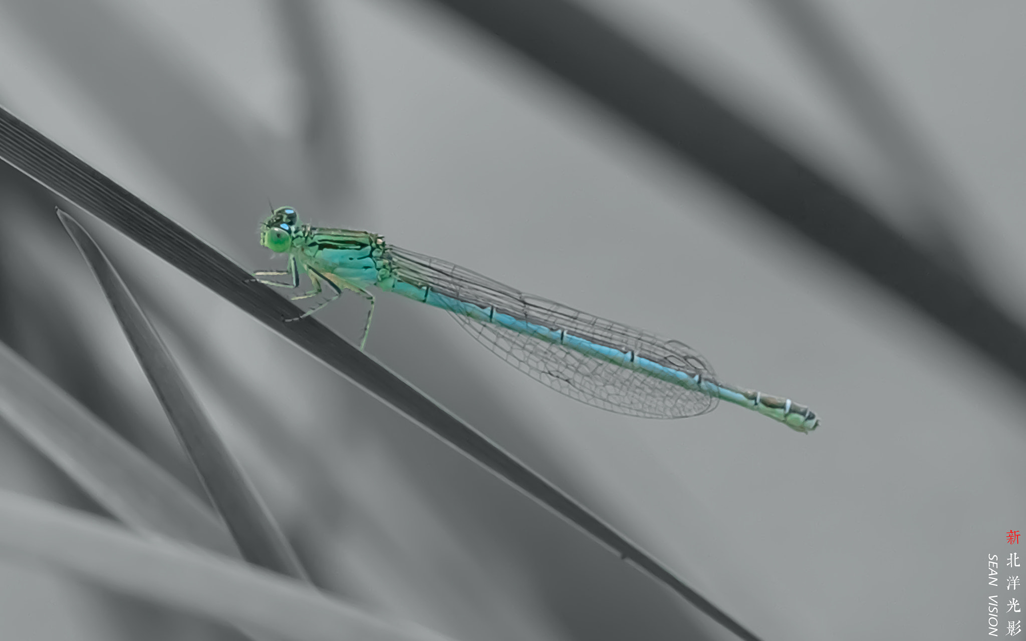 Nikon D800E sample photo. Dragonfly photography
