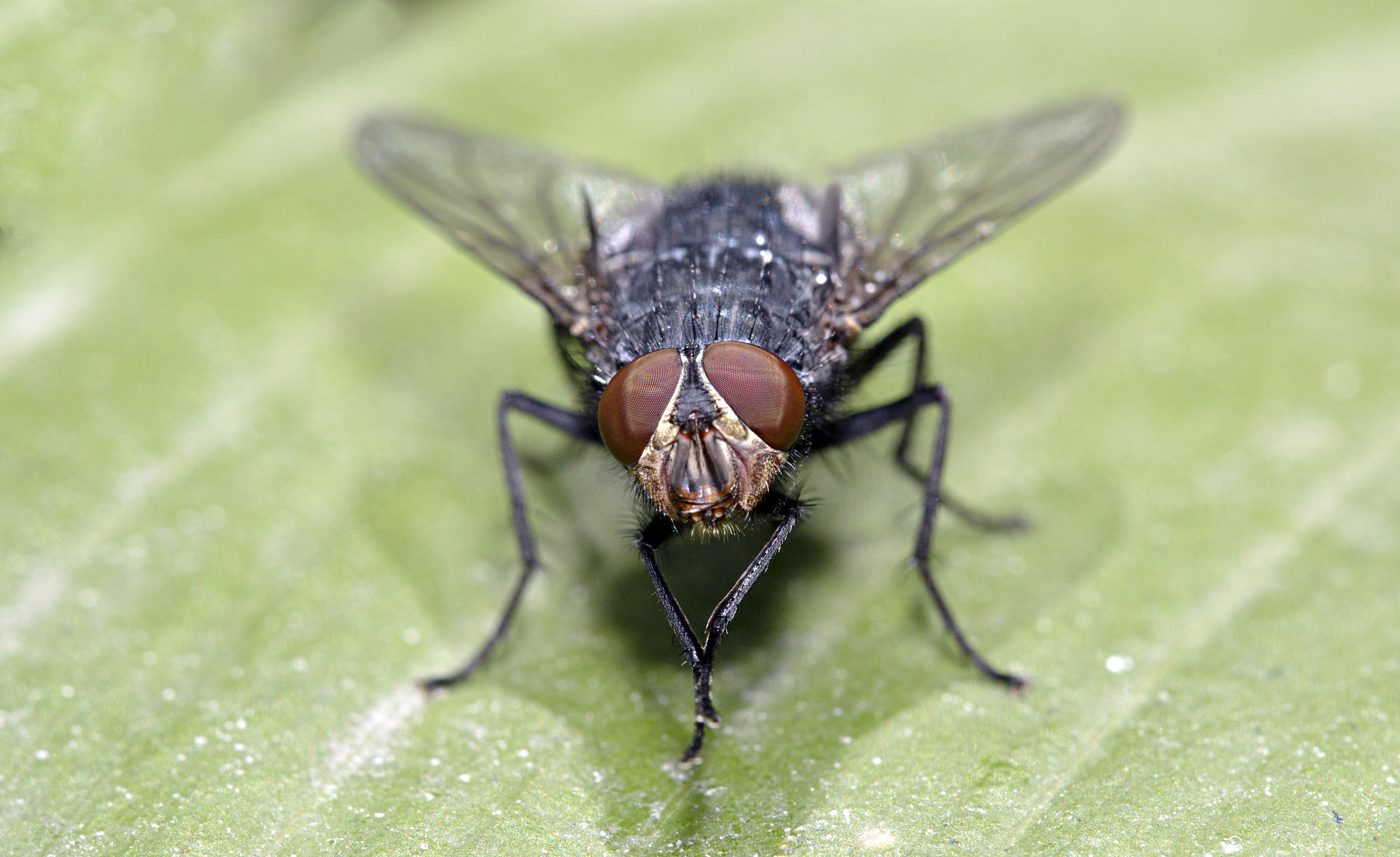 Sigma 150mm F2.8 EX DG Macro HSM sample photo. Eyes photography