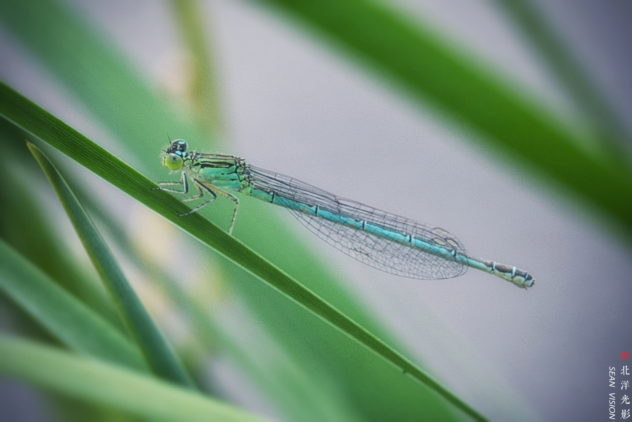 Nikon D800E sample photo. Dragonfly photography