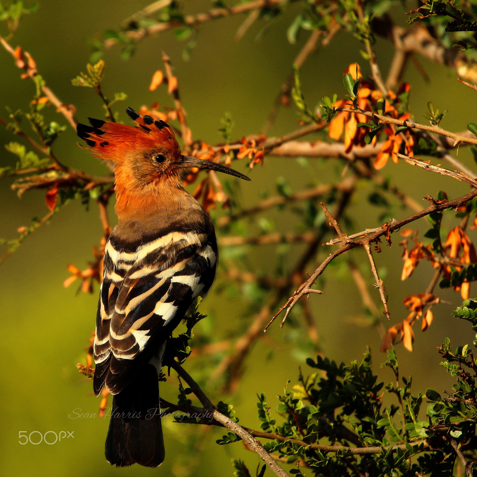 Sigma 120-400mm F4.5-5.6 DG OS HSM sample photo. Africa's own photography