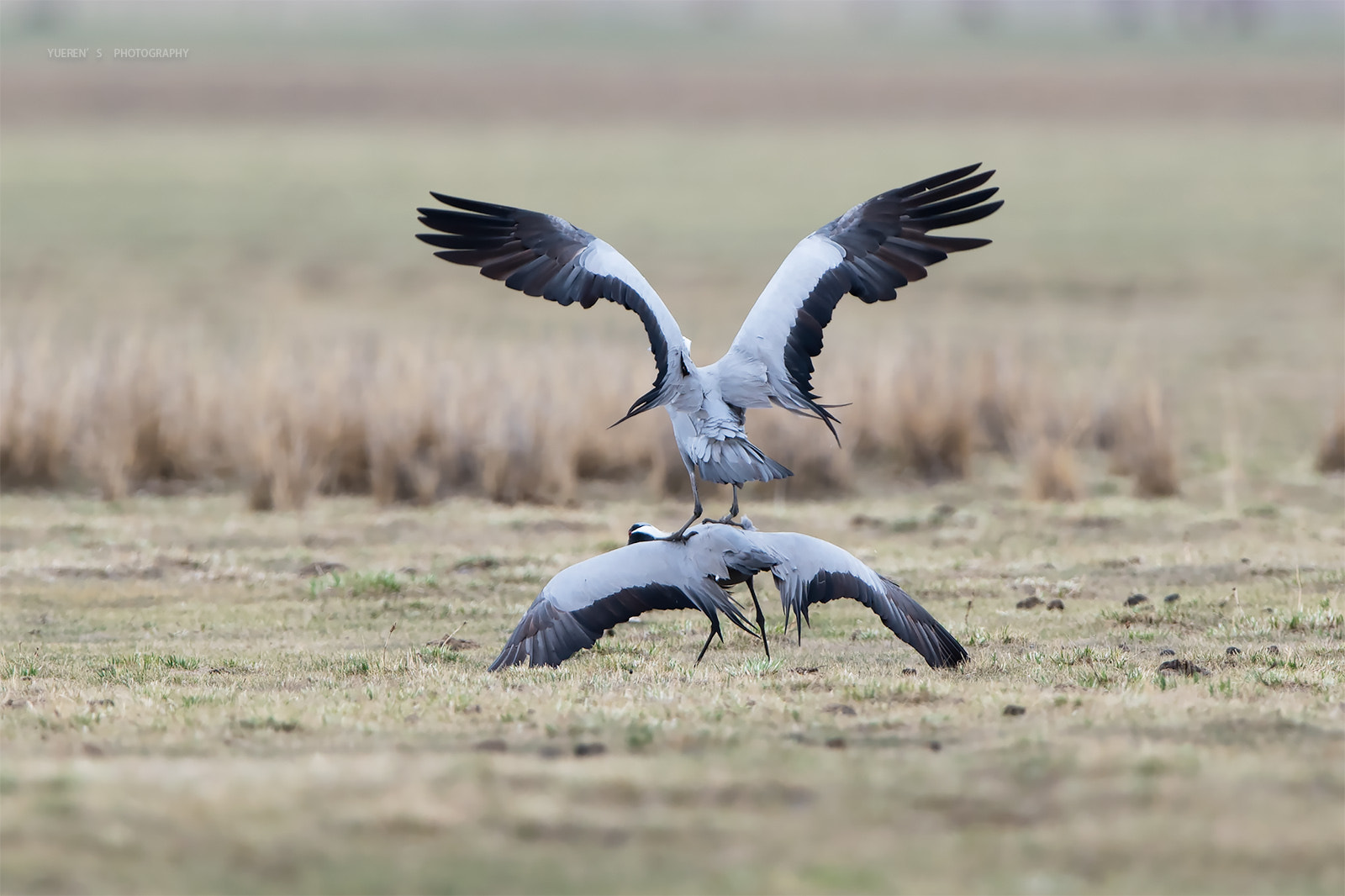 Nikon D5 + Nikon AF-S Nikkor 600mm F4G ED VR sample photo. 蓑羽鹤求偶舞 photography