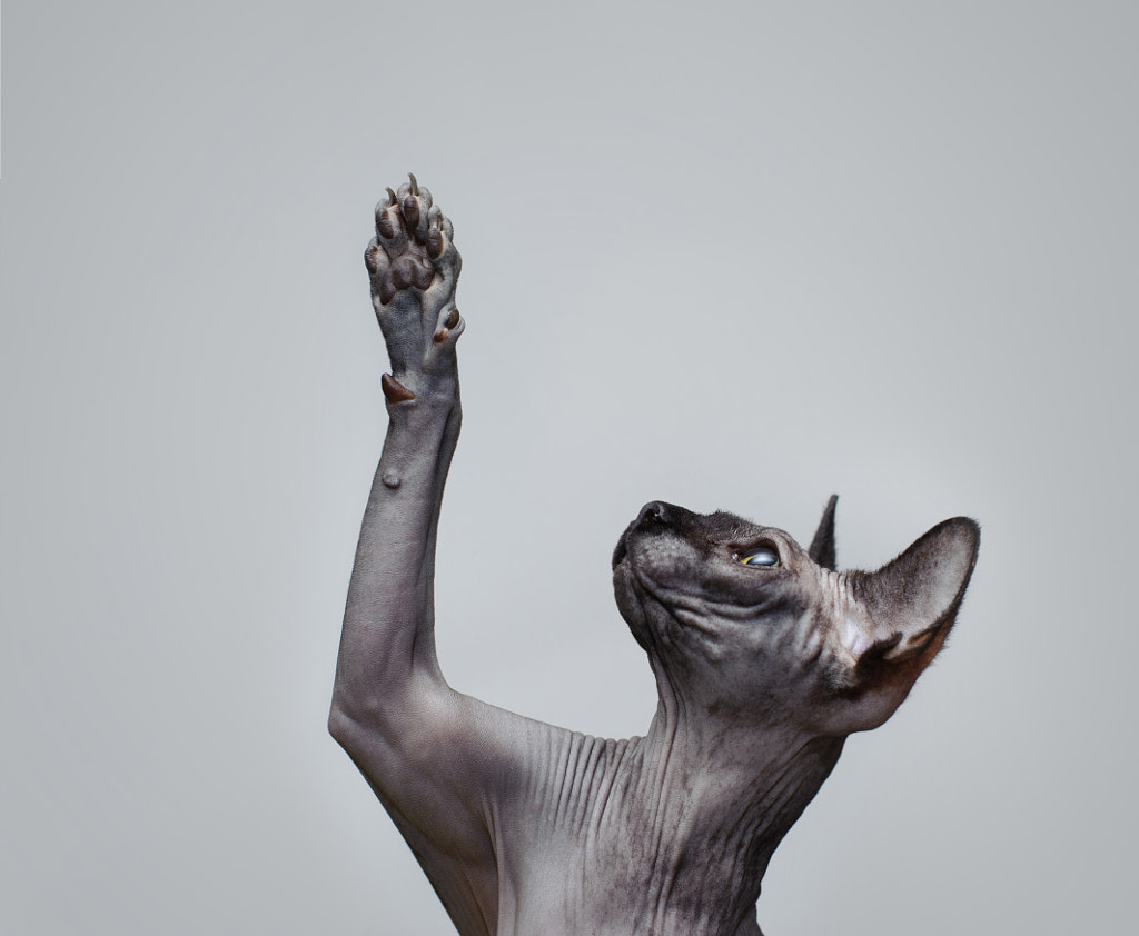 Canadian sphynx cat by Waldek D?browski on 500px.com