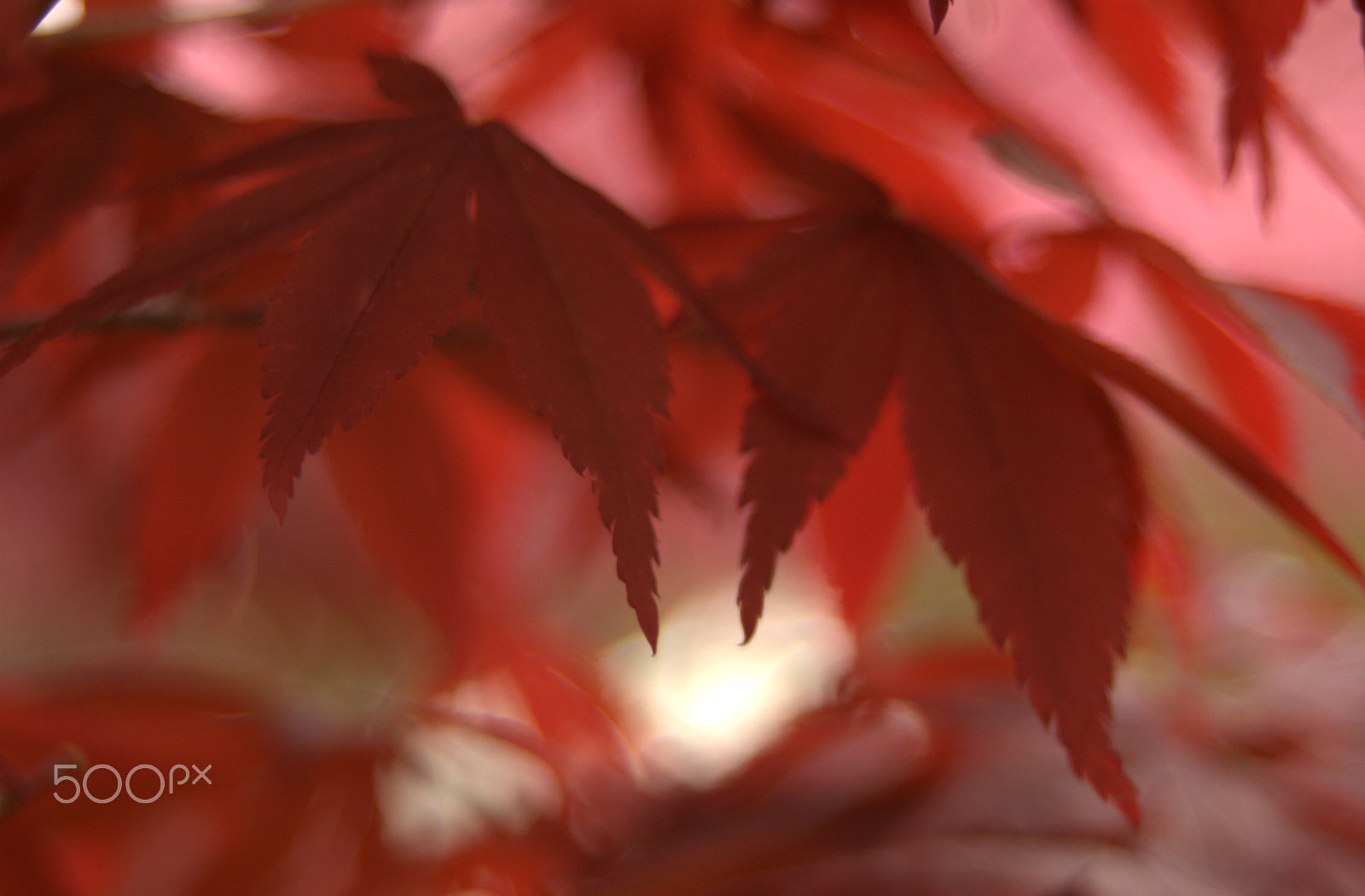 Sigma 28-90mm F3.5-5.6 Macro sample photo. Acer palmatum photography