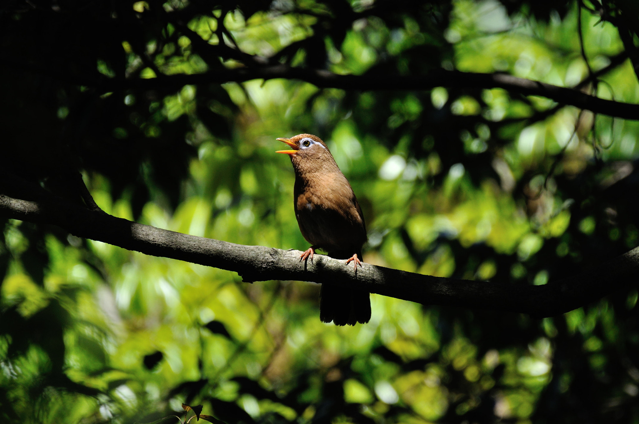 Sigma 150-600mm F5-6.3 DG OS HSM | C sample photo. Garrulax canorus photography