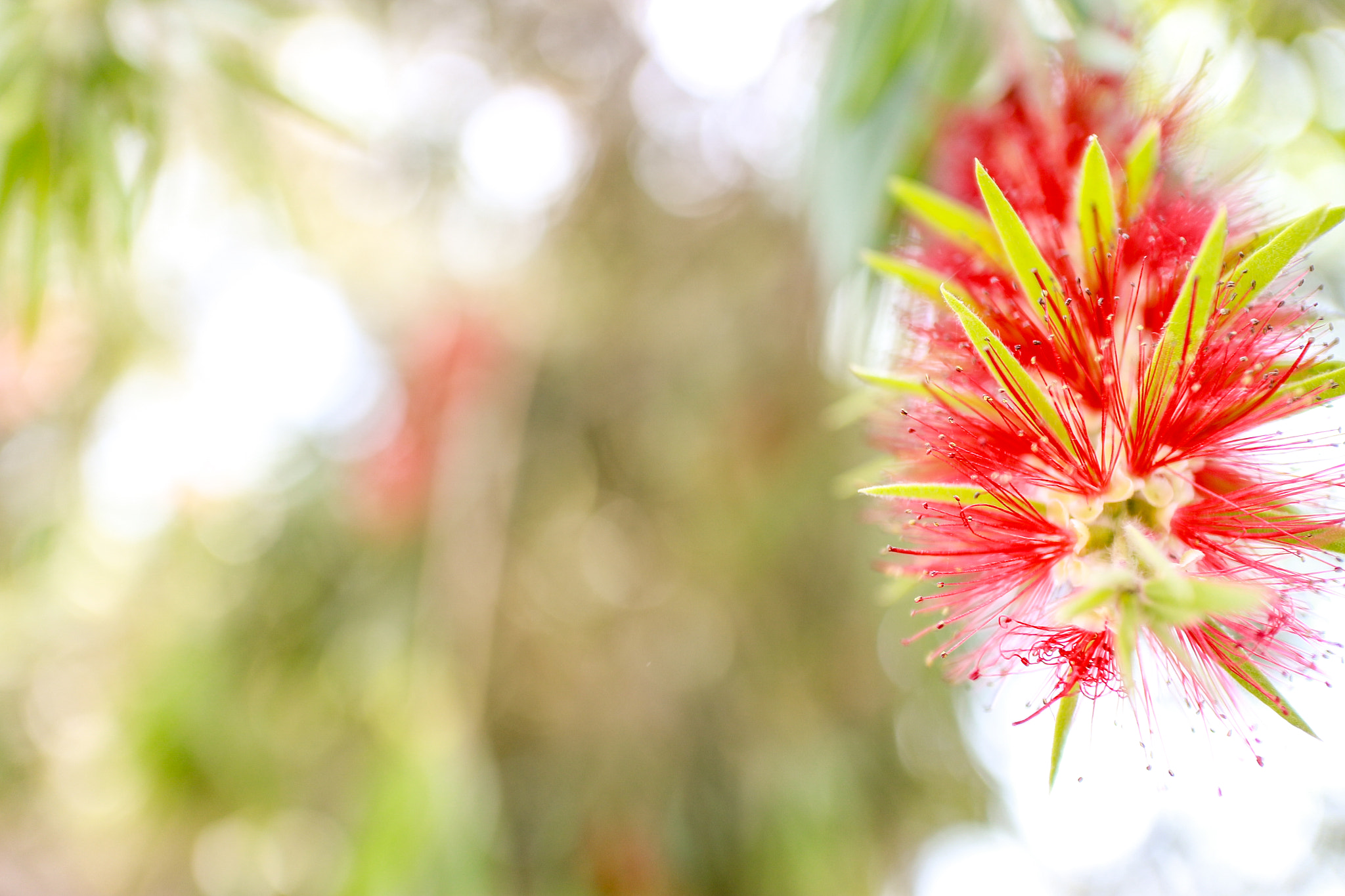 Canon EOS M2 + Canon EF-M 22mm F2 STM sample photo. Summer glow photography