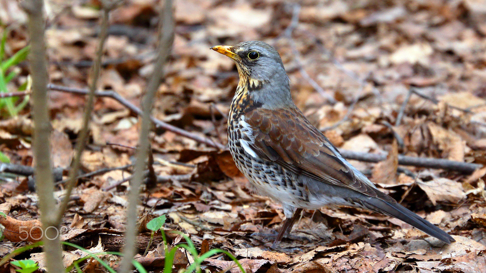 Canon EF 70-300mm F4-5.6L IS USM sample photo. Fieldfare photography