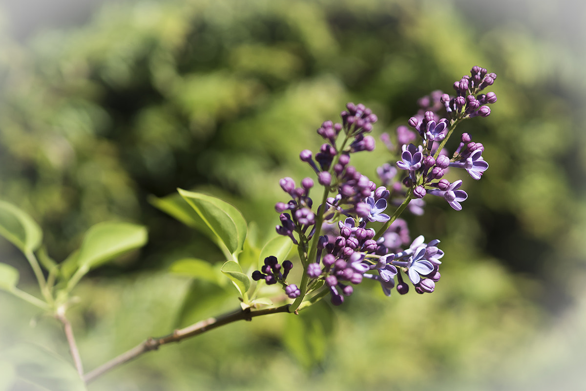 Olympus OM-D E-M5 II + Olympus M.Zuiko Digital ED 75mm F1.8 sample photo. Spring day photography