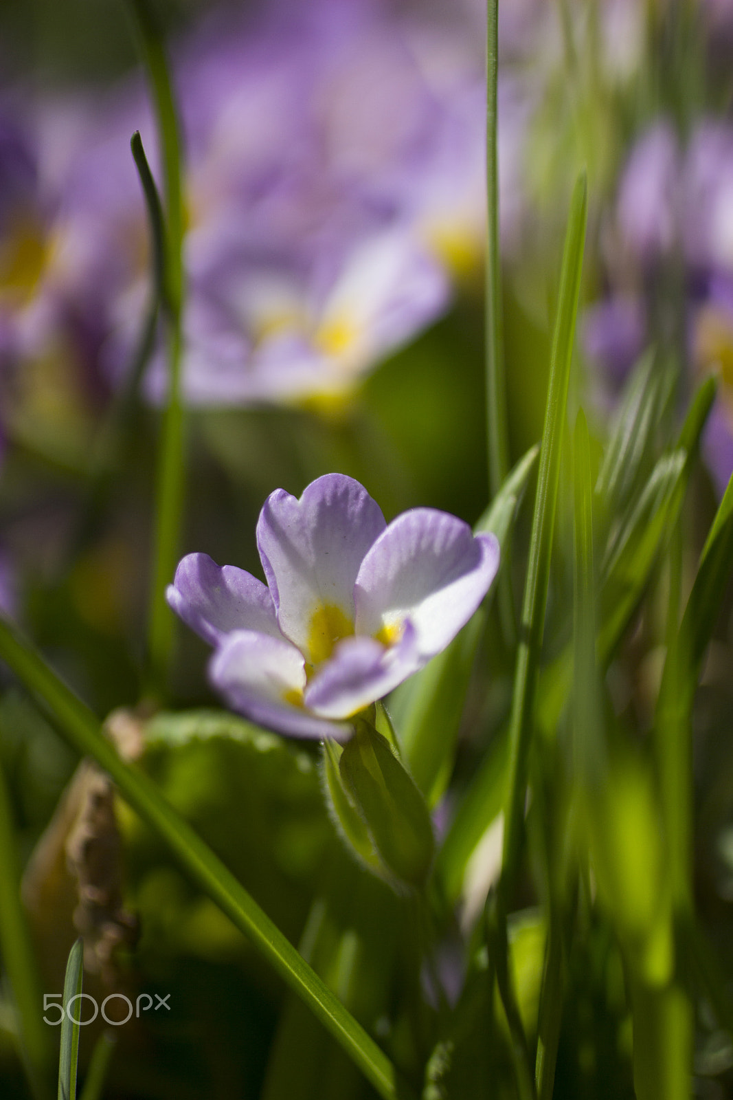 Canon EOS 600D (Rebel EOS T3i / EOS Kiss X5) + Canon EF 50mm F2.5 Macro sample photo. Little flower photography