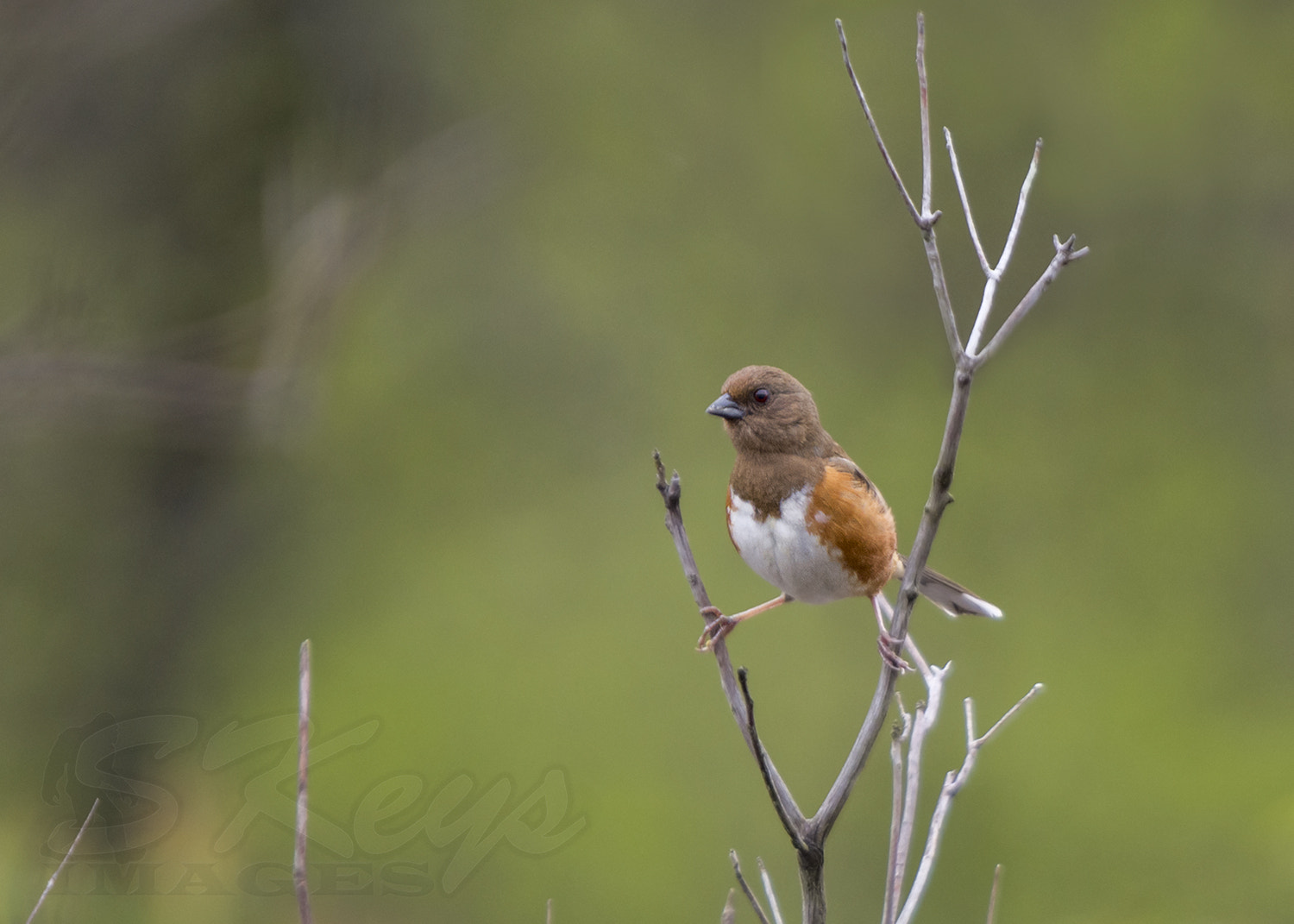 Nikon D7200 + Sigma 500mm F4.5 EX DG HSM sample photo. Pretty girl on display (eastern towhee) photography